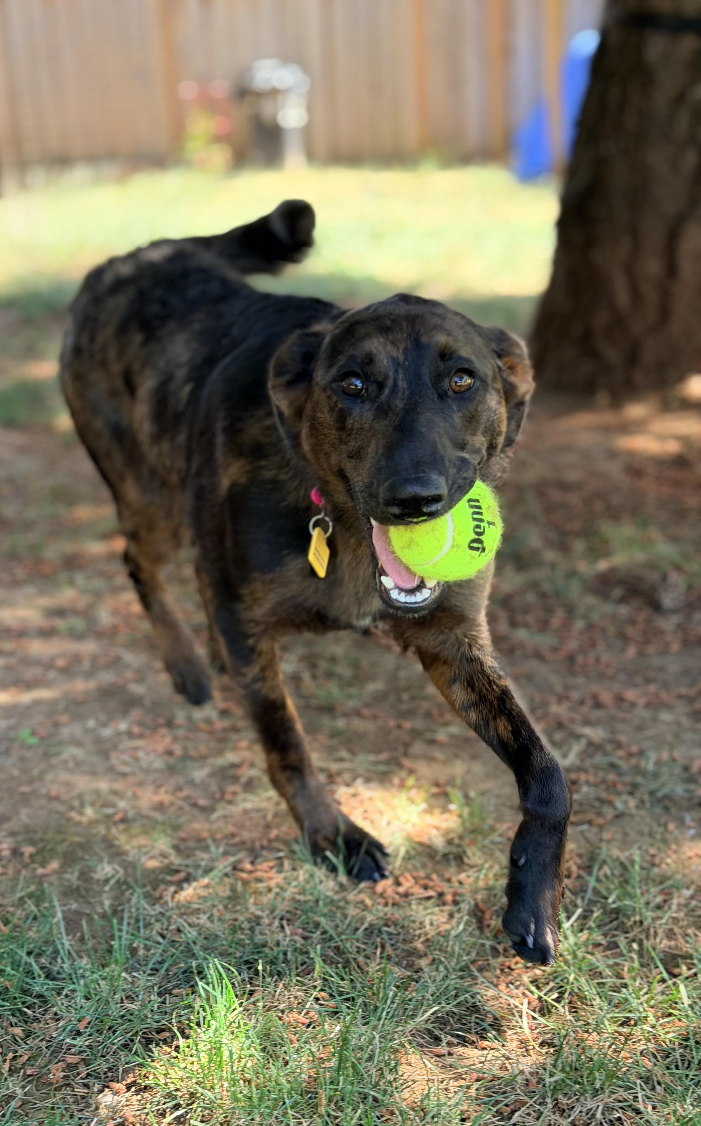 Nesta, an adopted mixed breed in Beavercreek, OR image 4/6