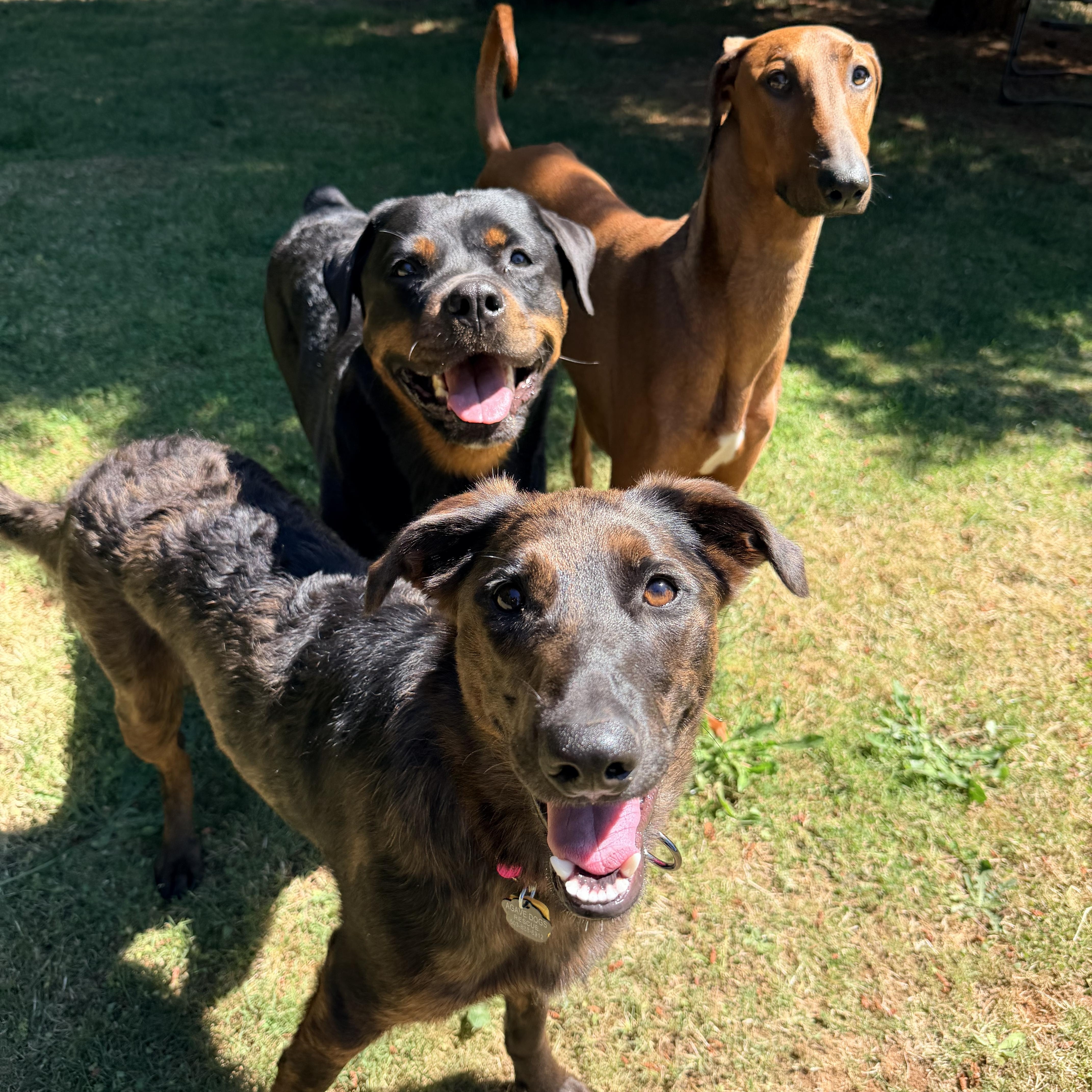 Nesta, an adopted mixed breed in Beavercreek, OR image 3/6
