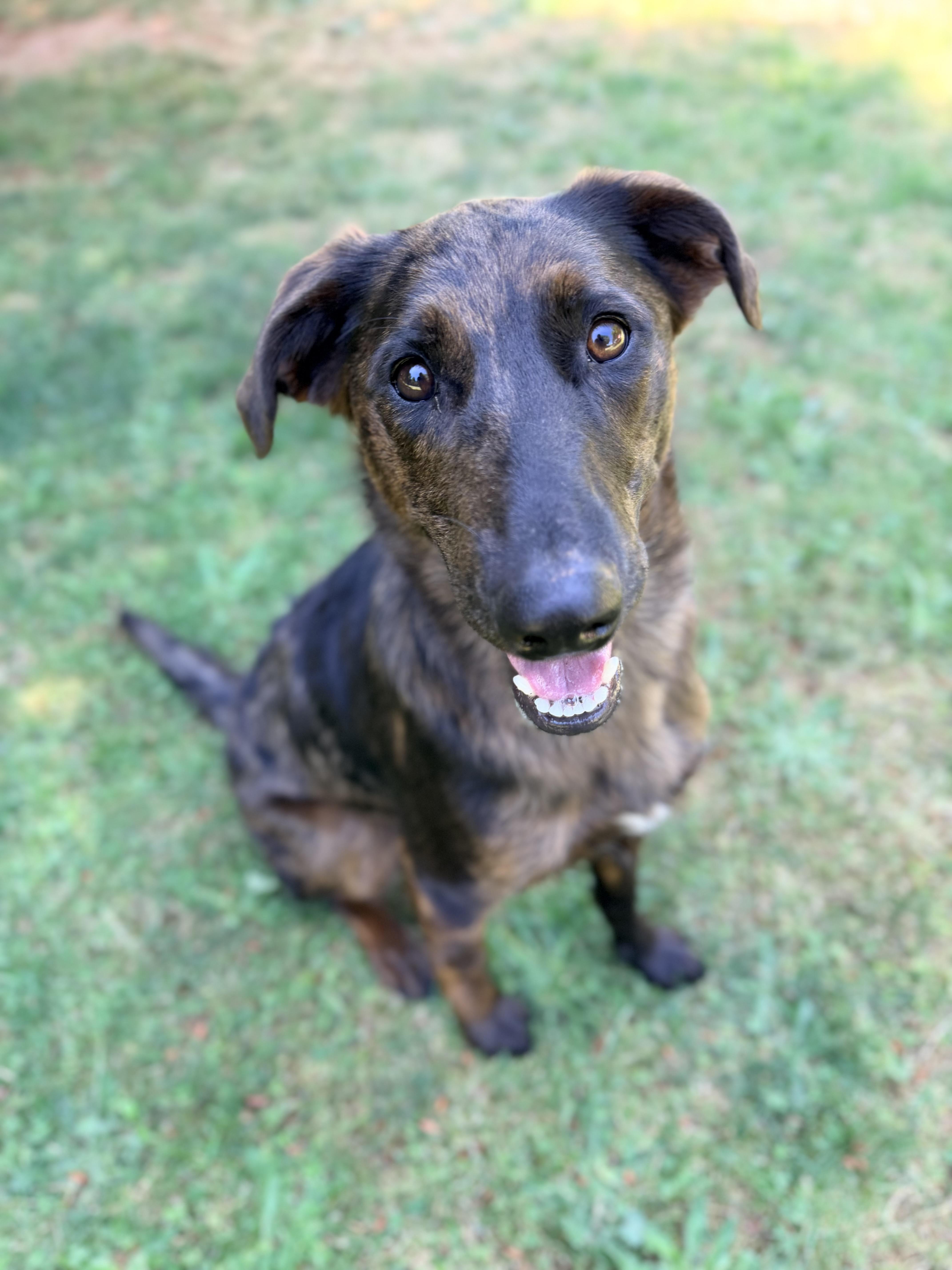 Nesta, an adopted mixed breed in Beavercreek, OR image 5/6