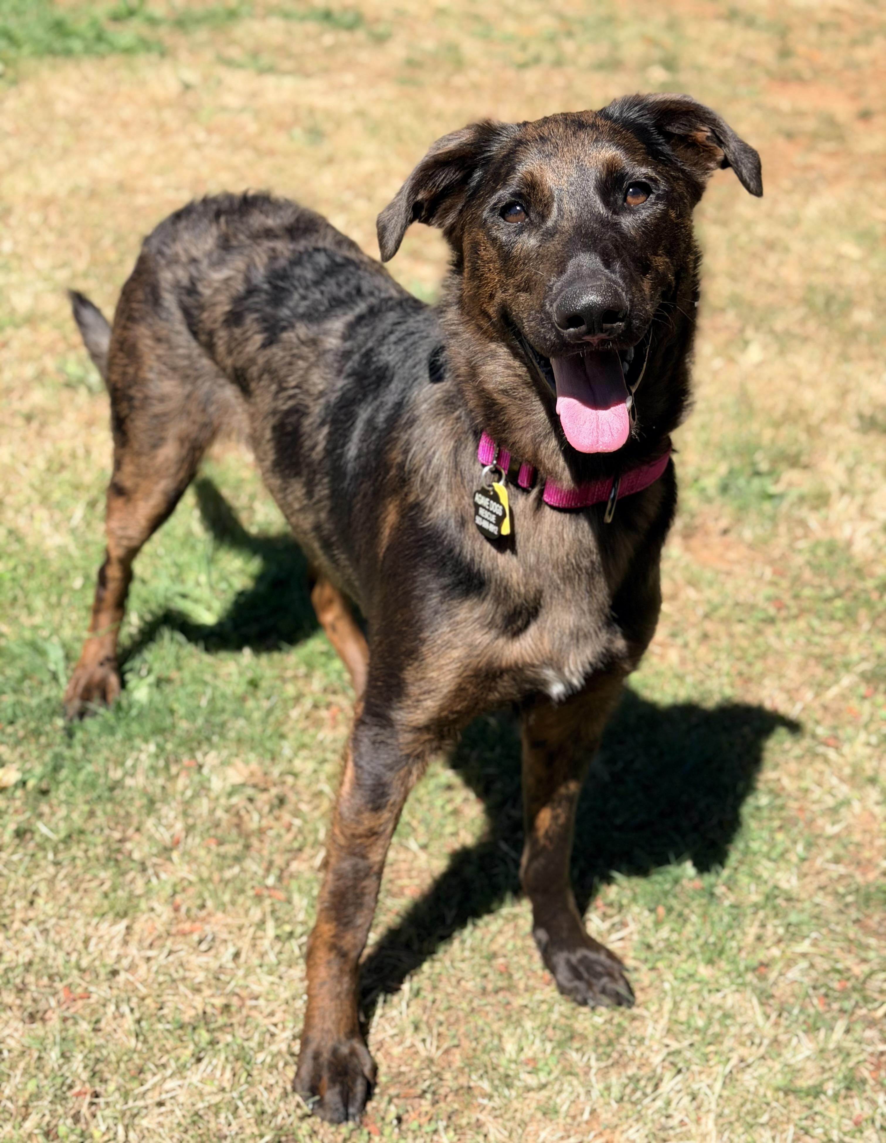 Nesta, an adopted mixed breed in Beavercreek, OR image 6/6