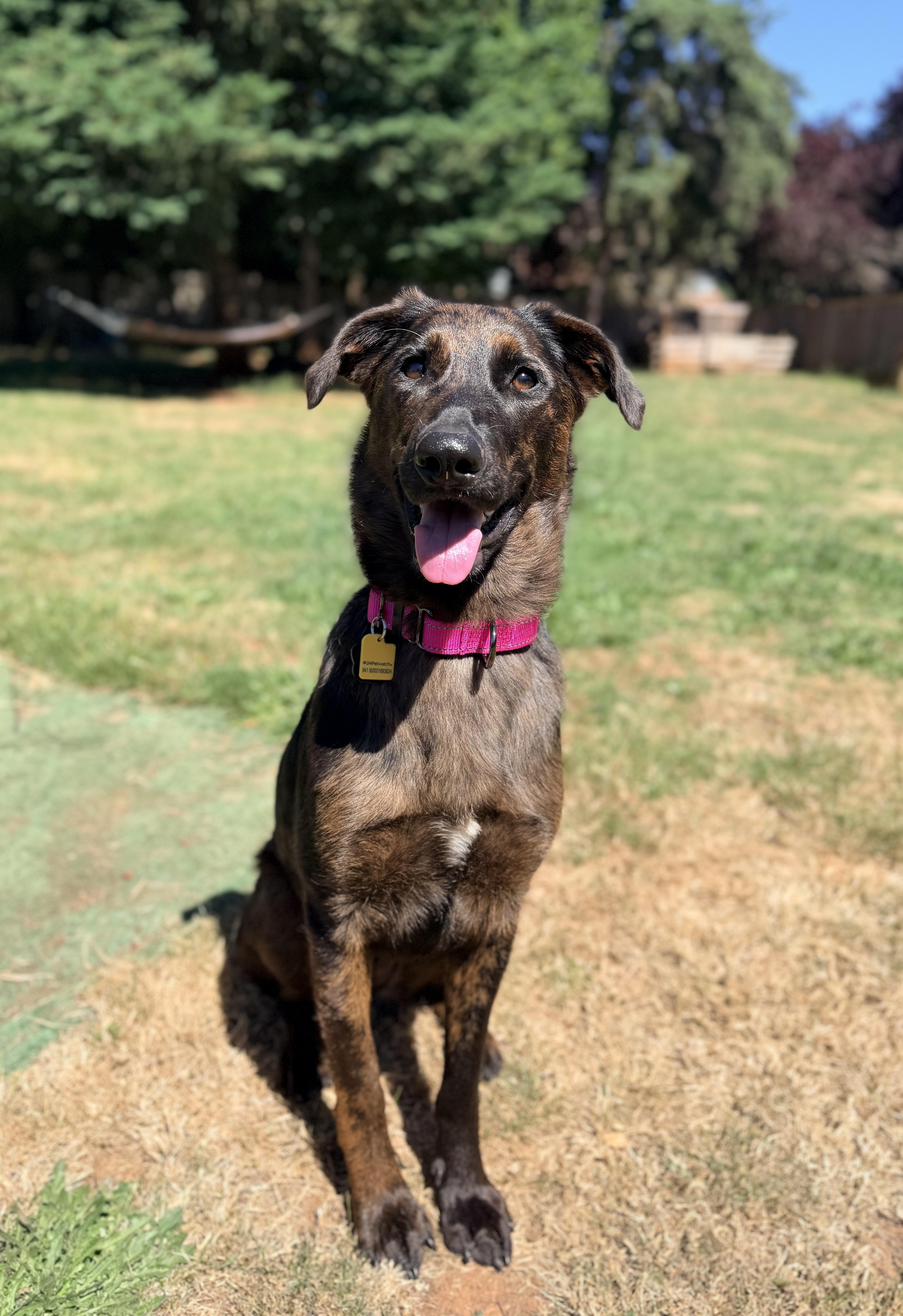 Nesta, an adopted mixed breed in Beavercreek, OR image 2/6