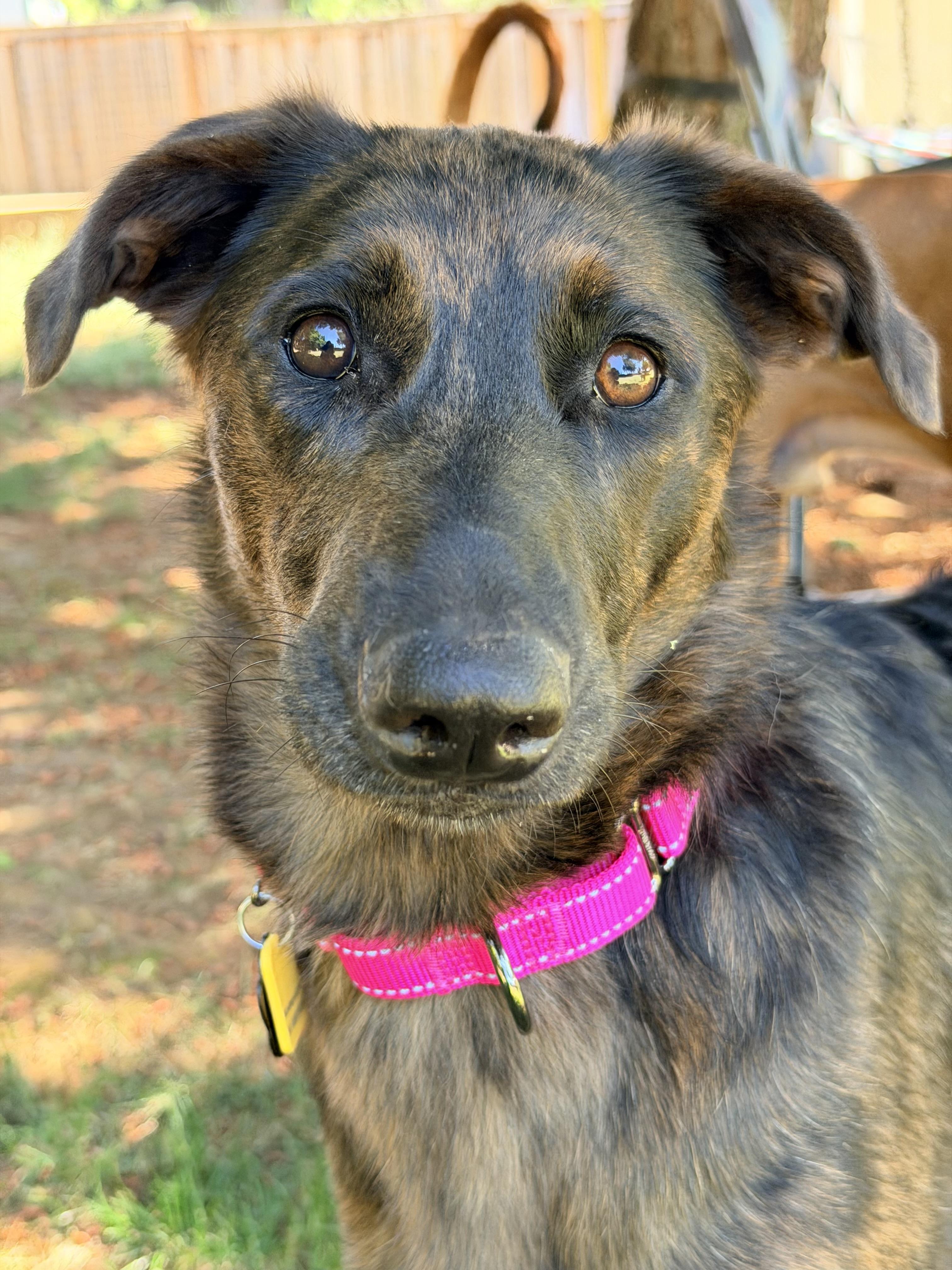 Nesta, an adopted mixed breed in Beavercreek, OR image 1/6
