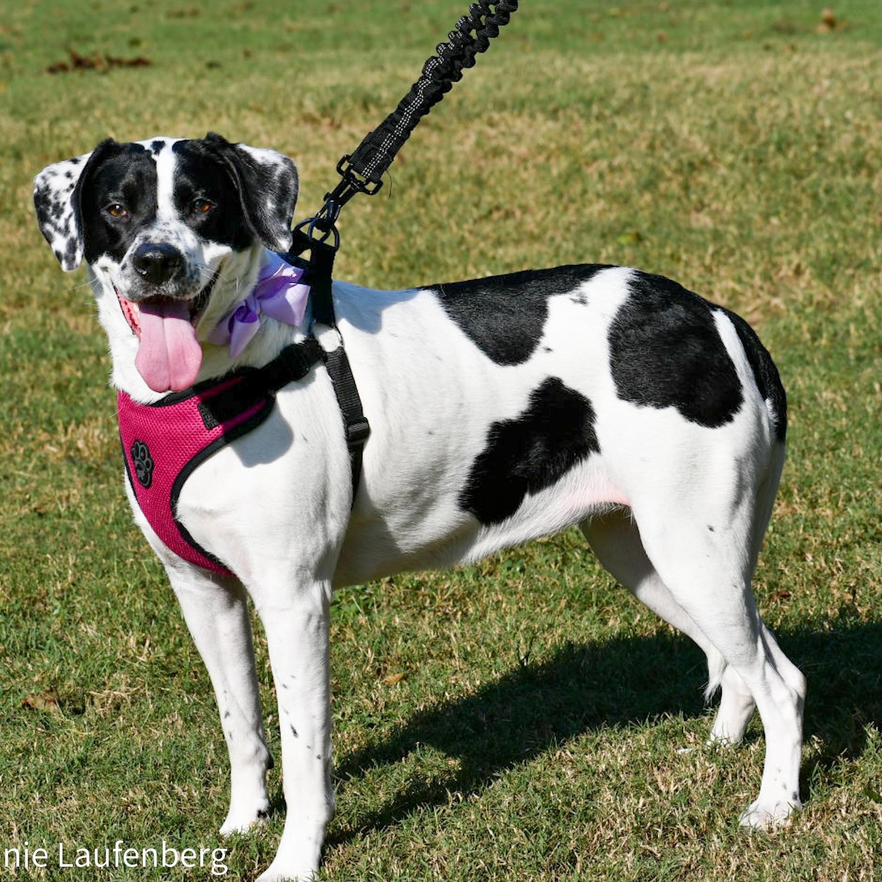 Enlarge MOBIE  (Loving, Kind, Calm Inside, Playful Outside, Loves Pets), a Adoptable mixed breed in East Syracuse, NY image 1/6