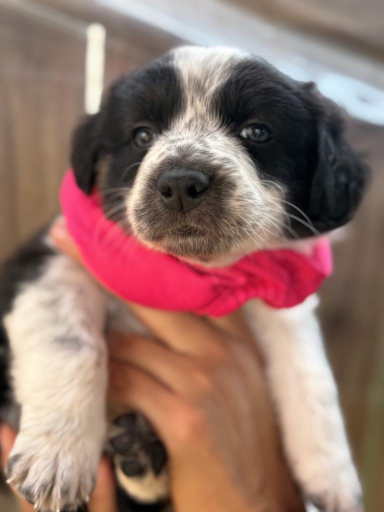 Sofi, Adoptable, Puppy Female Border Collie.
