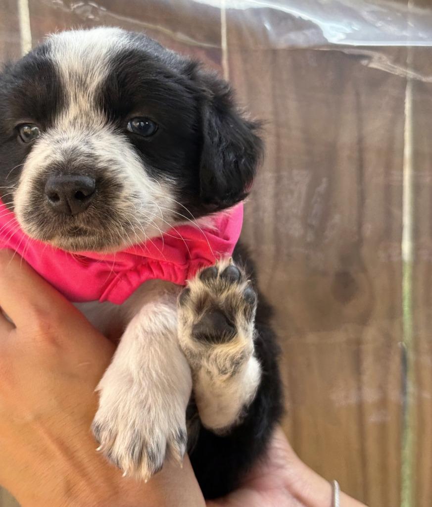 Sofi, a Adoptable Border Collie in The Woodlands, TX image 2/2