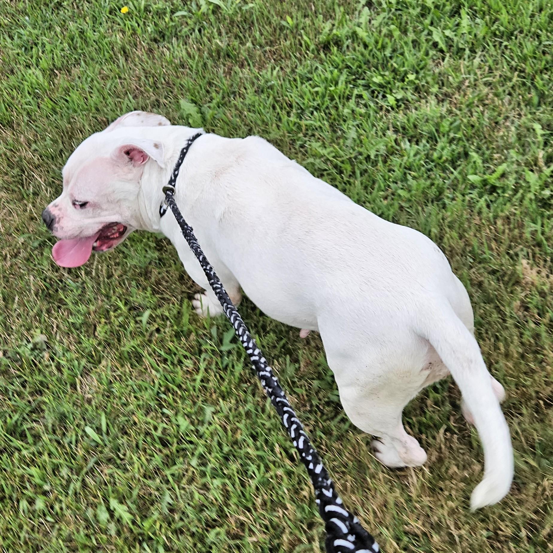Maxie, a ADOPTABLE mixed breed in Benton Harbor, MI image 2/5