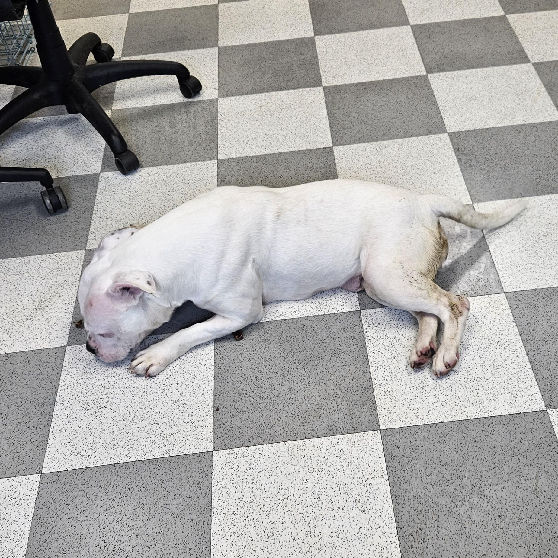 Enlarge Maxie, a ADOPTABLE mixed breed in Benton Harbor, MI image 2/4