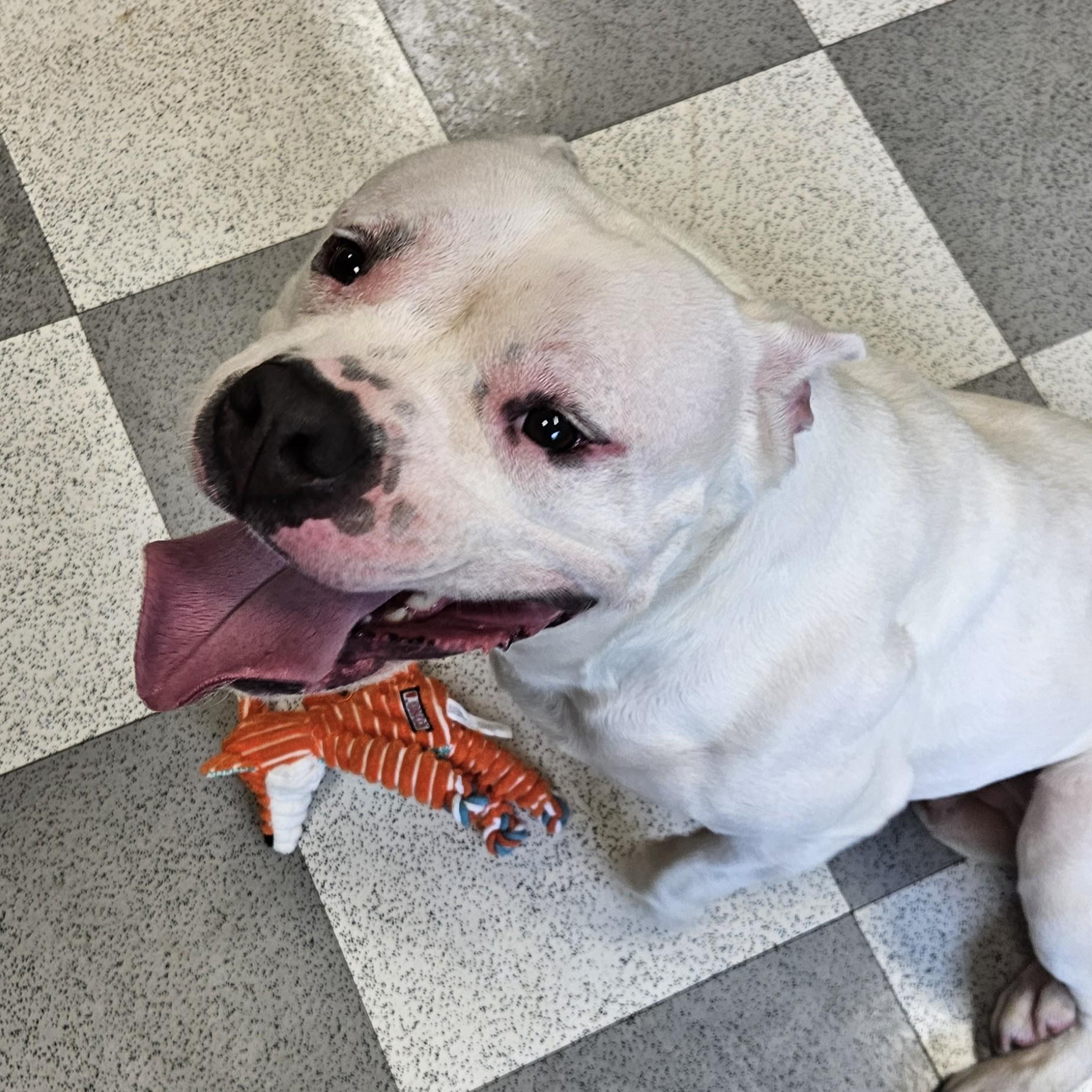 Maxie, ADOPTABLE, Adult Female American Bully.