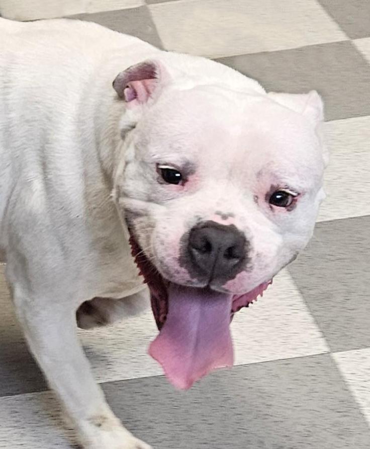 Maxie, ADOPTABLE, Adult Female American Bully.