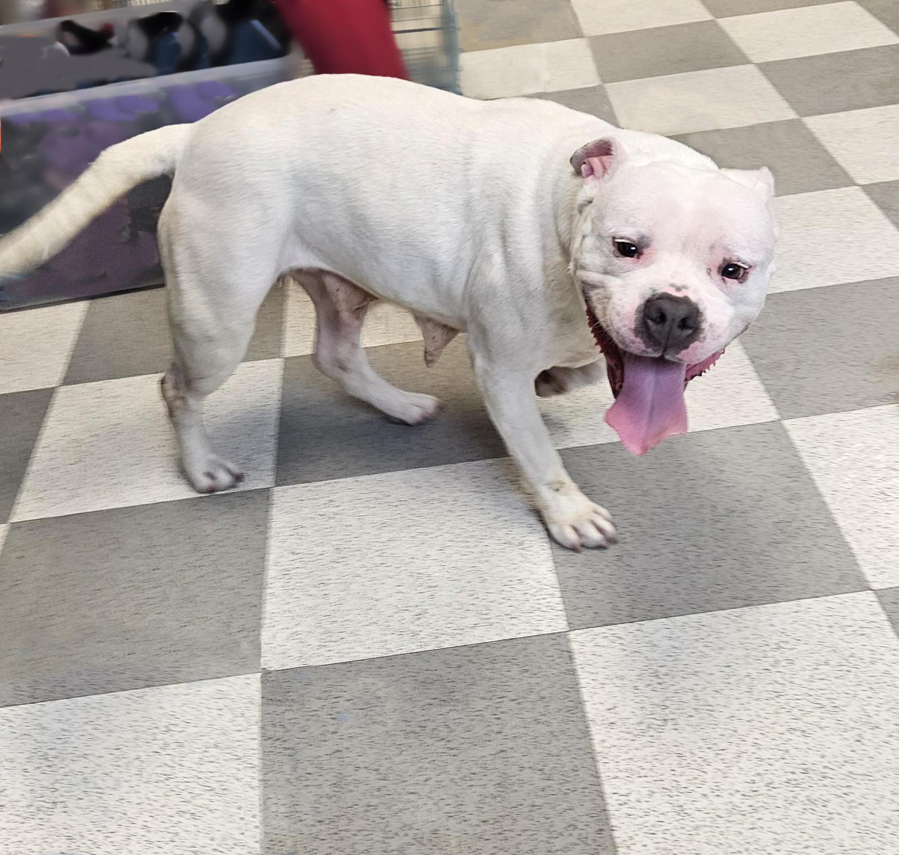 Enlarge Maxie, a ADOPTABLE mixed breed in Benton Harbor, MI image 3/4