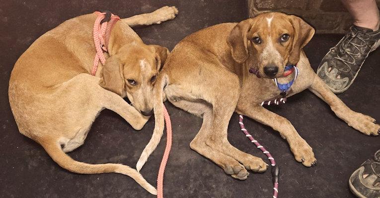 Enlarge Olive Oyl (GA), a Adoptable English Coonhound in Ranger, GA image 5/6