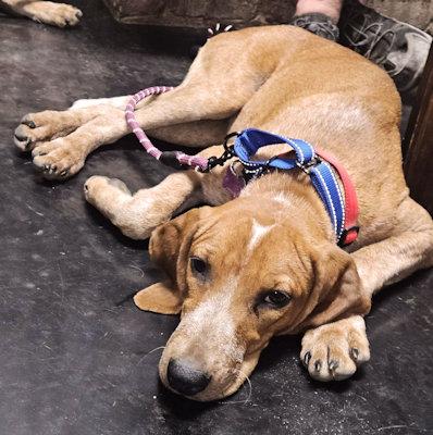 Enlarge Olive Oyl (GA), a Adoptable English Coonhound in Ranger, GA image 4/6