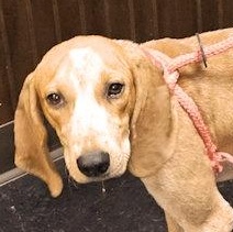 Olive Oyl (GA), Adoptable, Puppy Female English Coonhound.