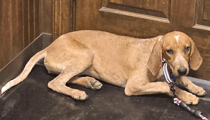 Enlarge Olive Oyl (GA), a Adoptable English Coonhound in Ranger, GA image 3/6