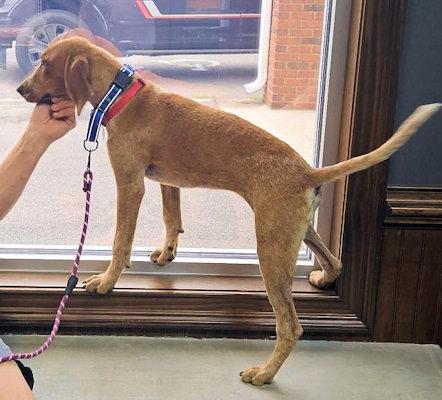 Enlarge Olive Oyl (GA), a Adoptable English Coonhound in Ranger, GA image 6/6