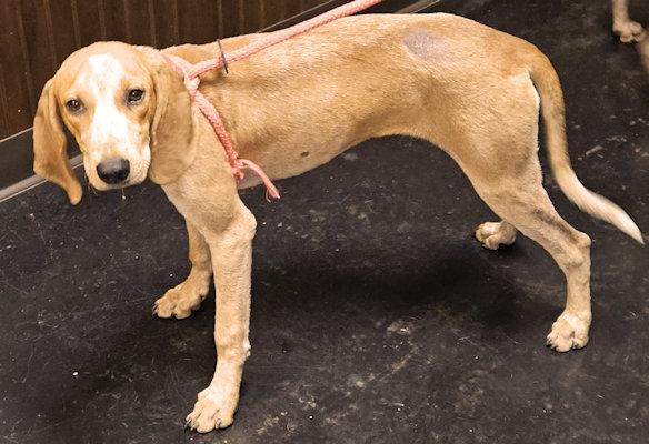 Enlarge Olive Oyl (GA), a Adoptable English Coonhound in Ranger, GA image 2/6