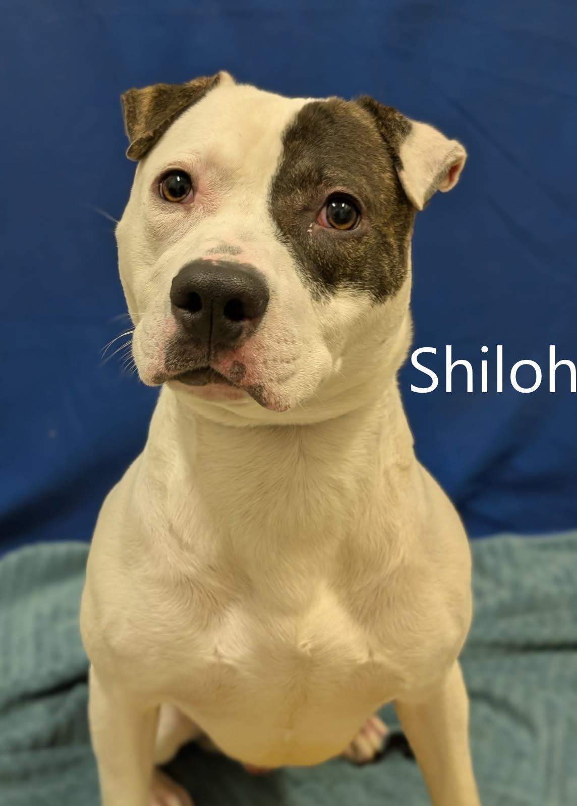 Enlarge Shiloh, a ADOPTABLE mixed breed in Mount Vernon, OH image 1/1