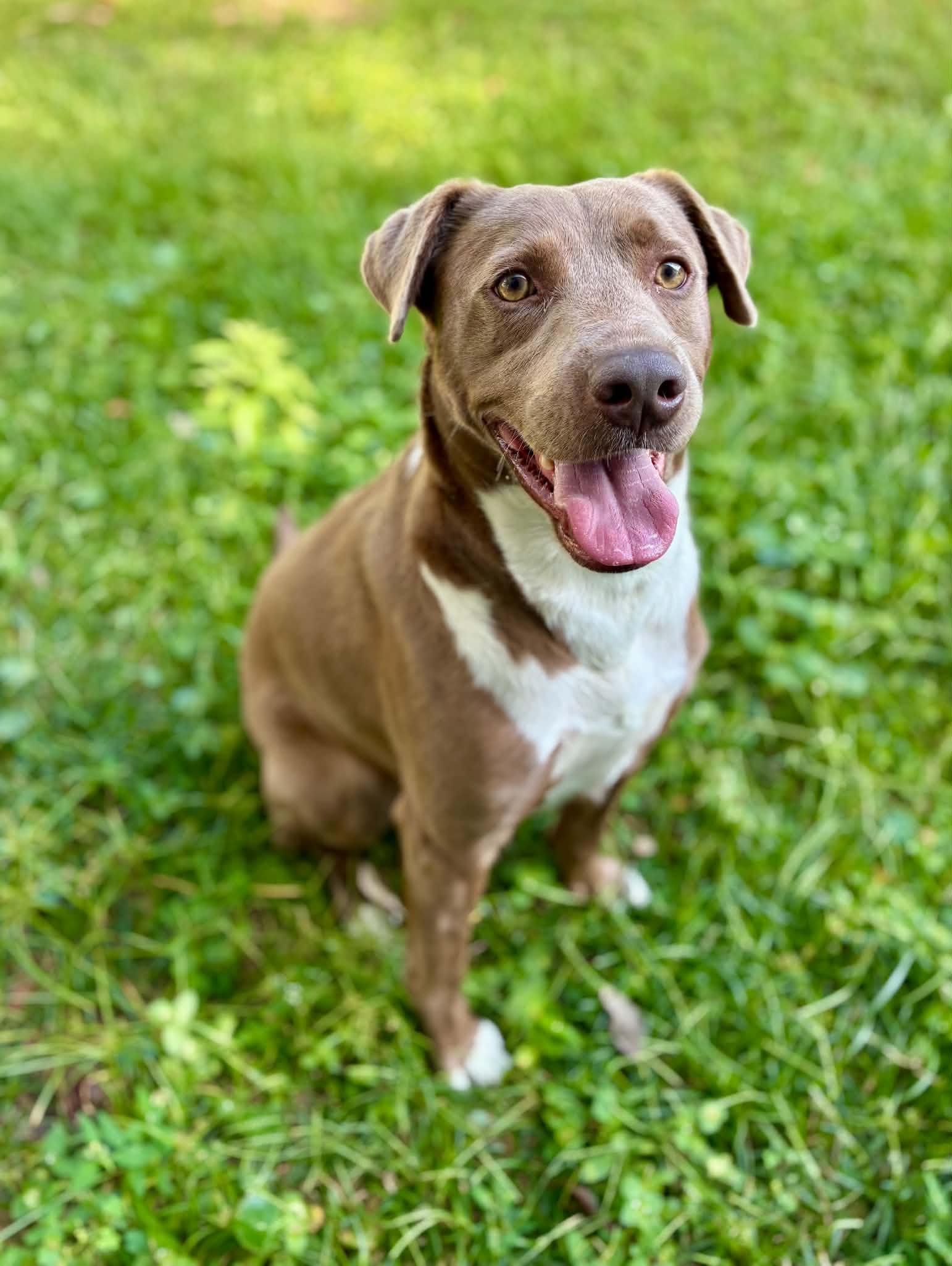 Enlarge Tanner — Best Friend to ALL, a Adopted mixed breed in Bedminster, NJ image 6/6