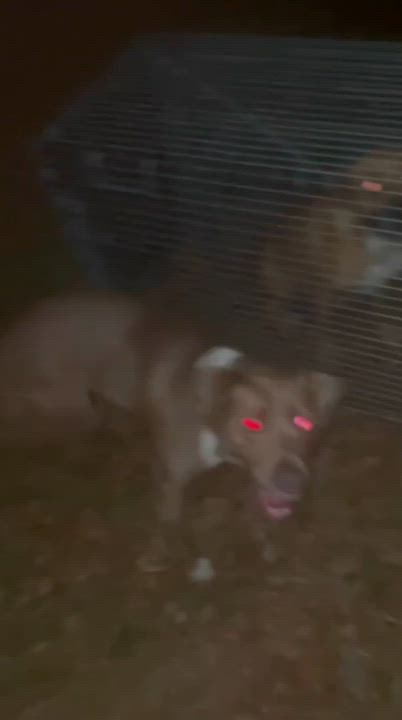 Enlarge Tanner — Best Friend to ALL, a Adopted mixed breed in Bedminster, NJ video 4/6
