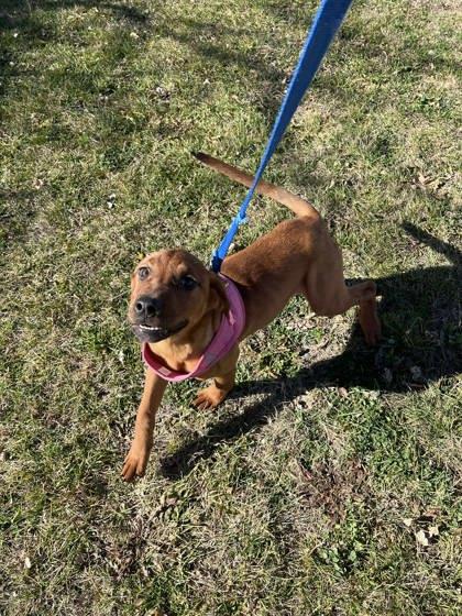 Caramello, Adoptable, Puppy Female Great Dane & Mixed Breed.