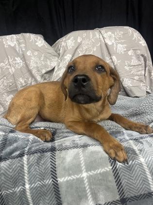 Enlarge Caramello, a Adoptable mixed breed in McCook, NE image 1/3