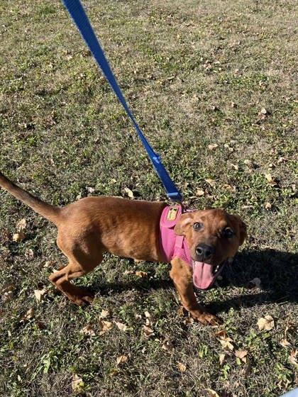 Enlarge Caramello, a Adoptable mixed breed in McCook, NE image 2/3