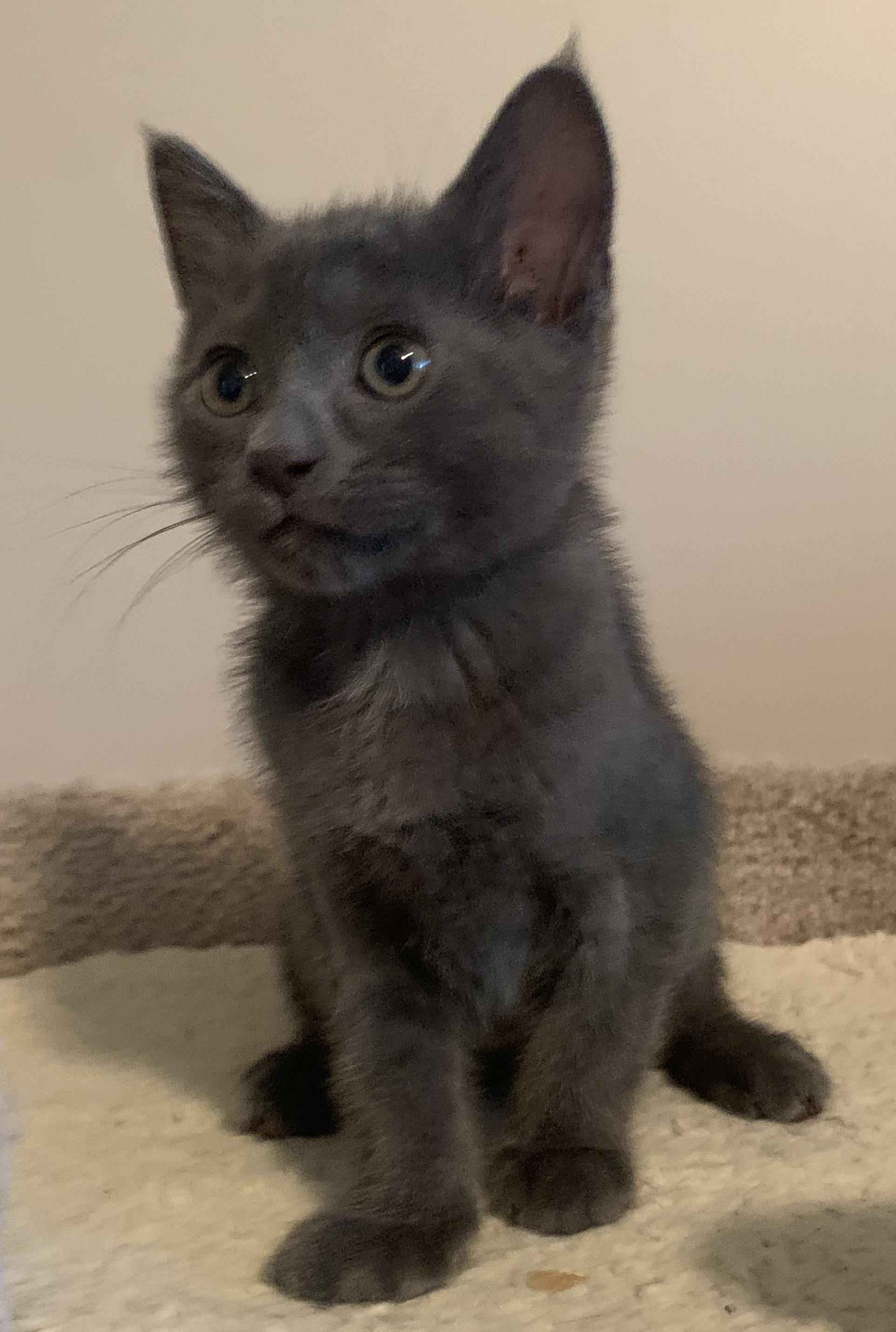 Smokey, ADOPTABLE, Kitten Female Domestic Short Hair.