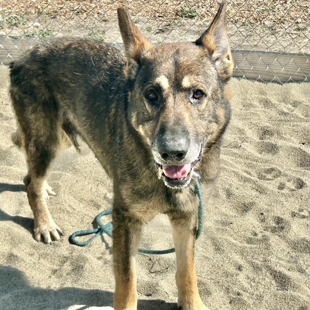 Oscar — thumbnail 2