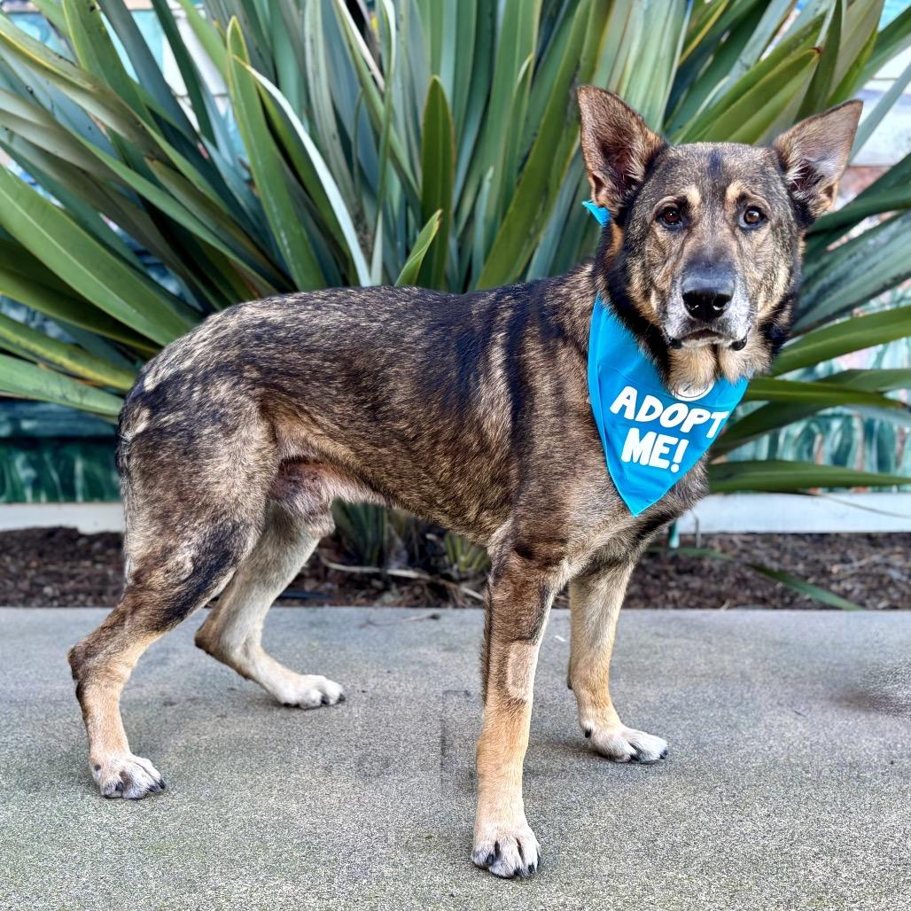 Oscar — thumbnail 4