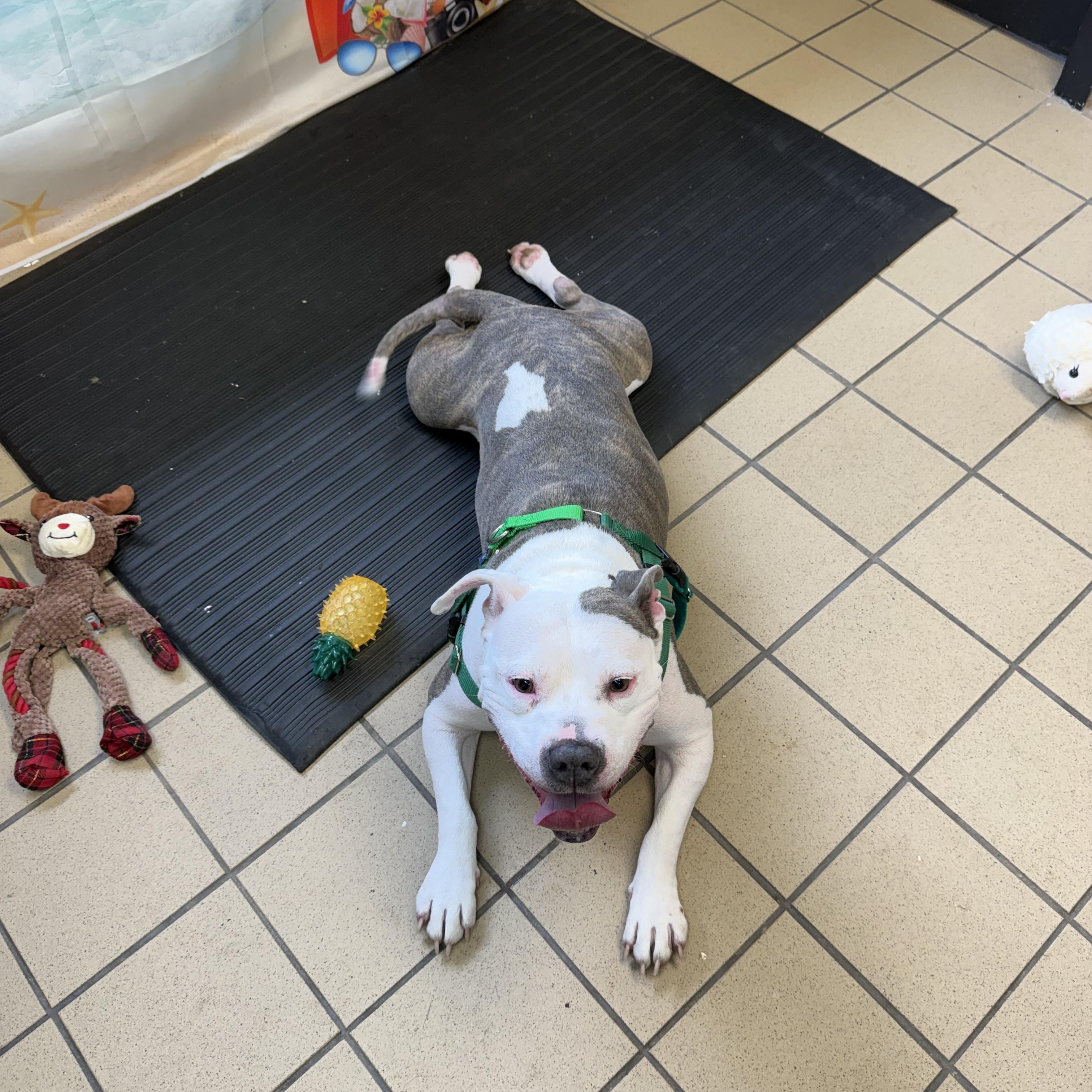 Enlarge Cleo, a ADOPTABLE American Staffordshire Terrier in Pittsburgh, PA image 2/2