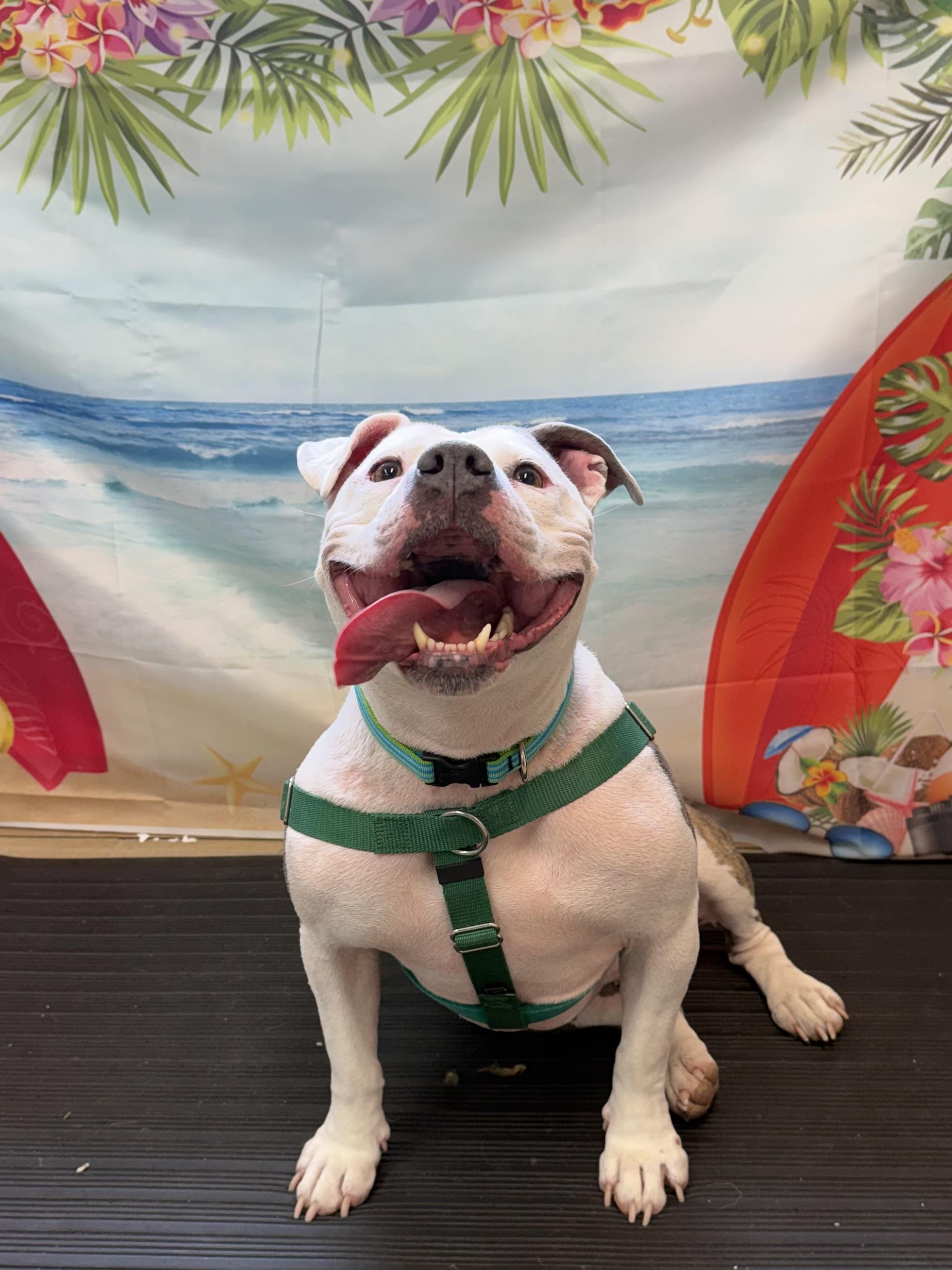 Cleo, ADOPTABLE, Adult Female American Staffordshire Terrier.