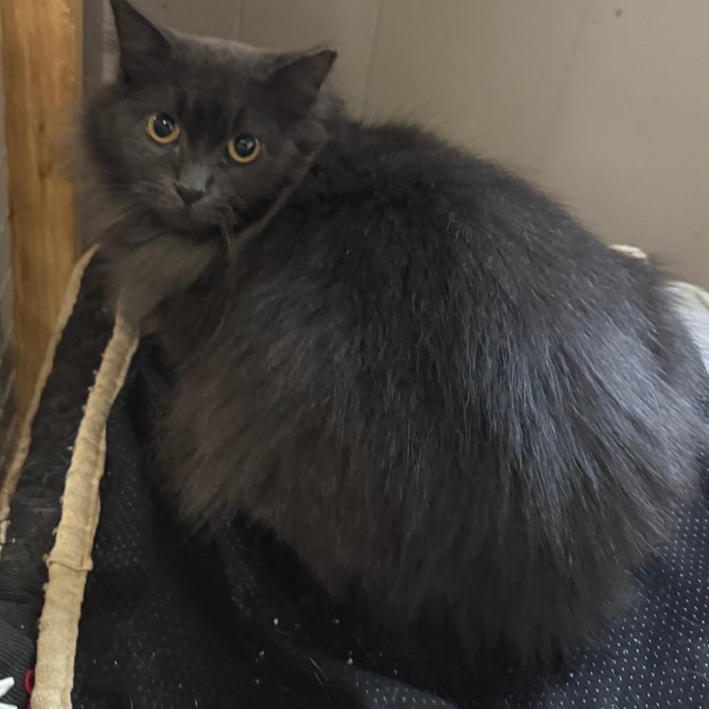 Enlarge Hyacinth, a Adoptable Domestic Long Hair in Richland, MI image 2/5