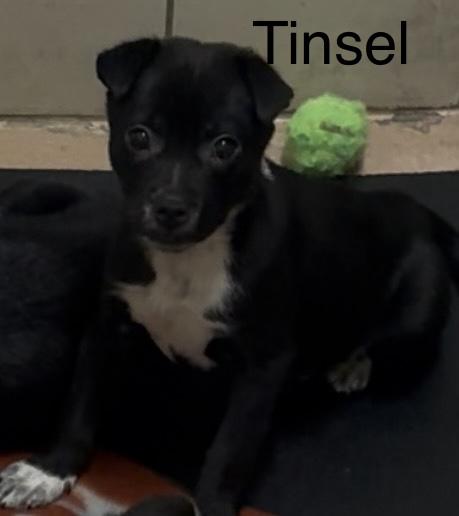 Tinsel, adopted, Puppy Female Chihuahua & Australian Shepherd.