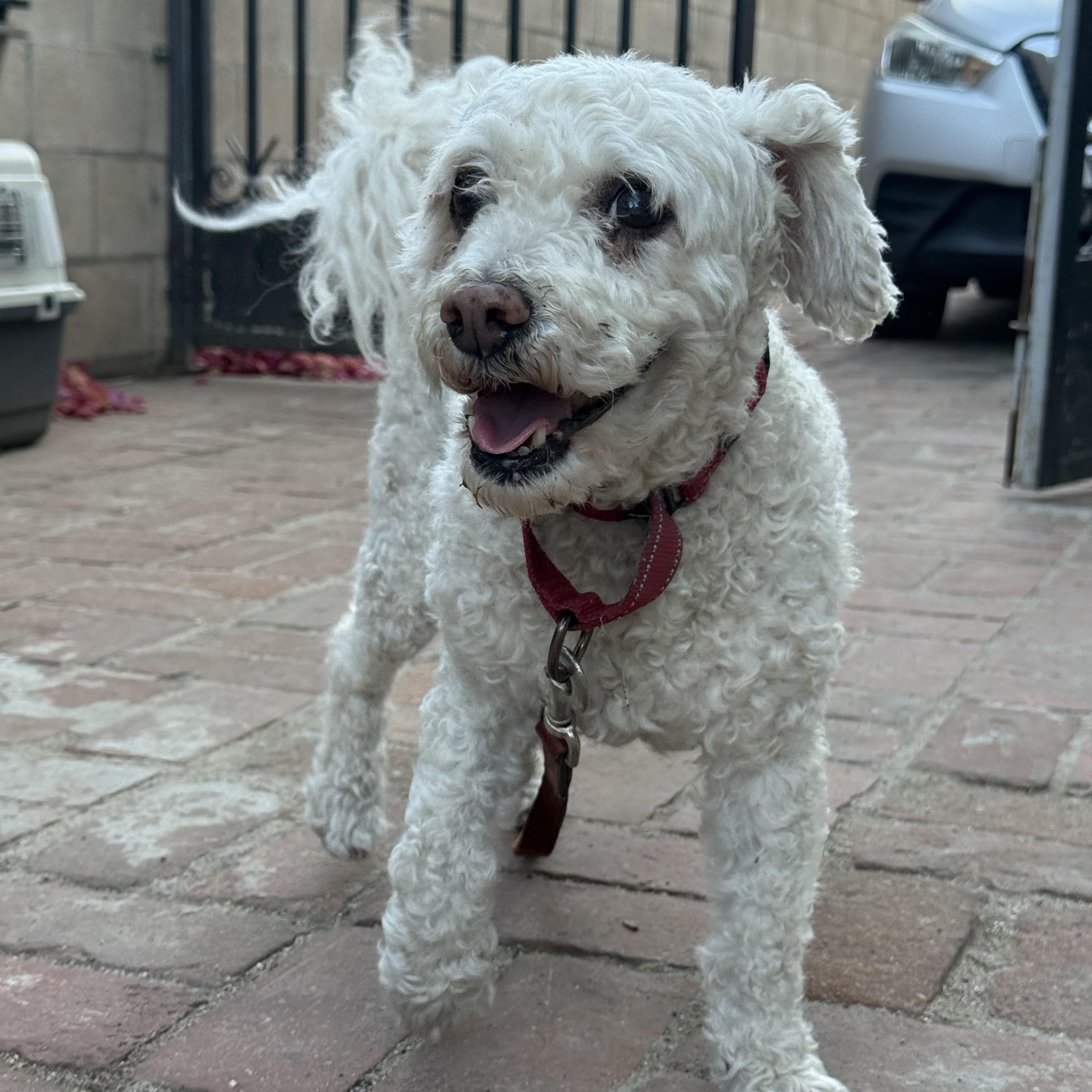 Cooper, Adoptable, Adult Male Bichon Frise.