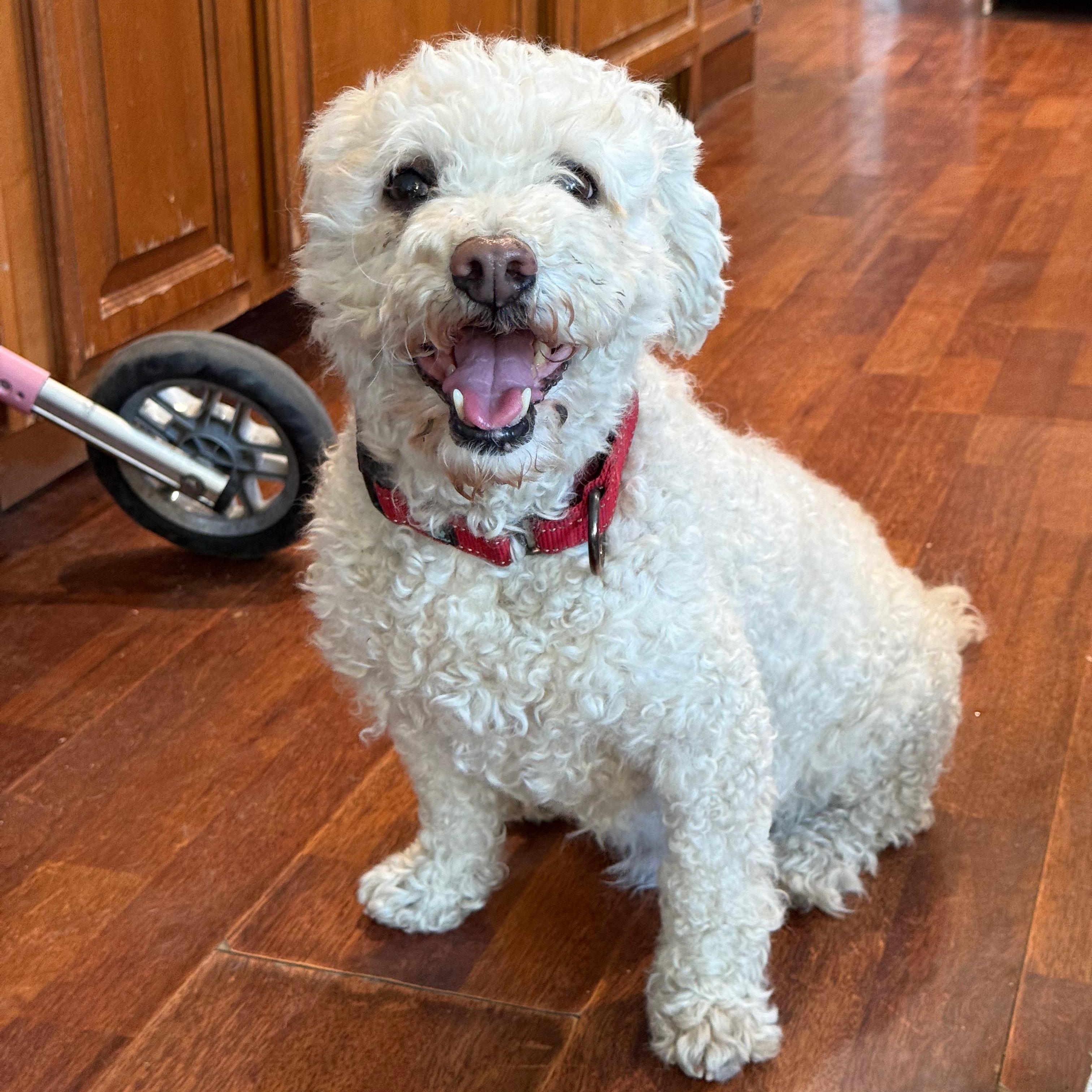 Cooper, Adoptable, Adult Male Bichon Frise.