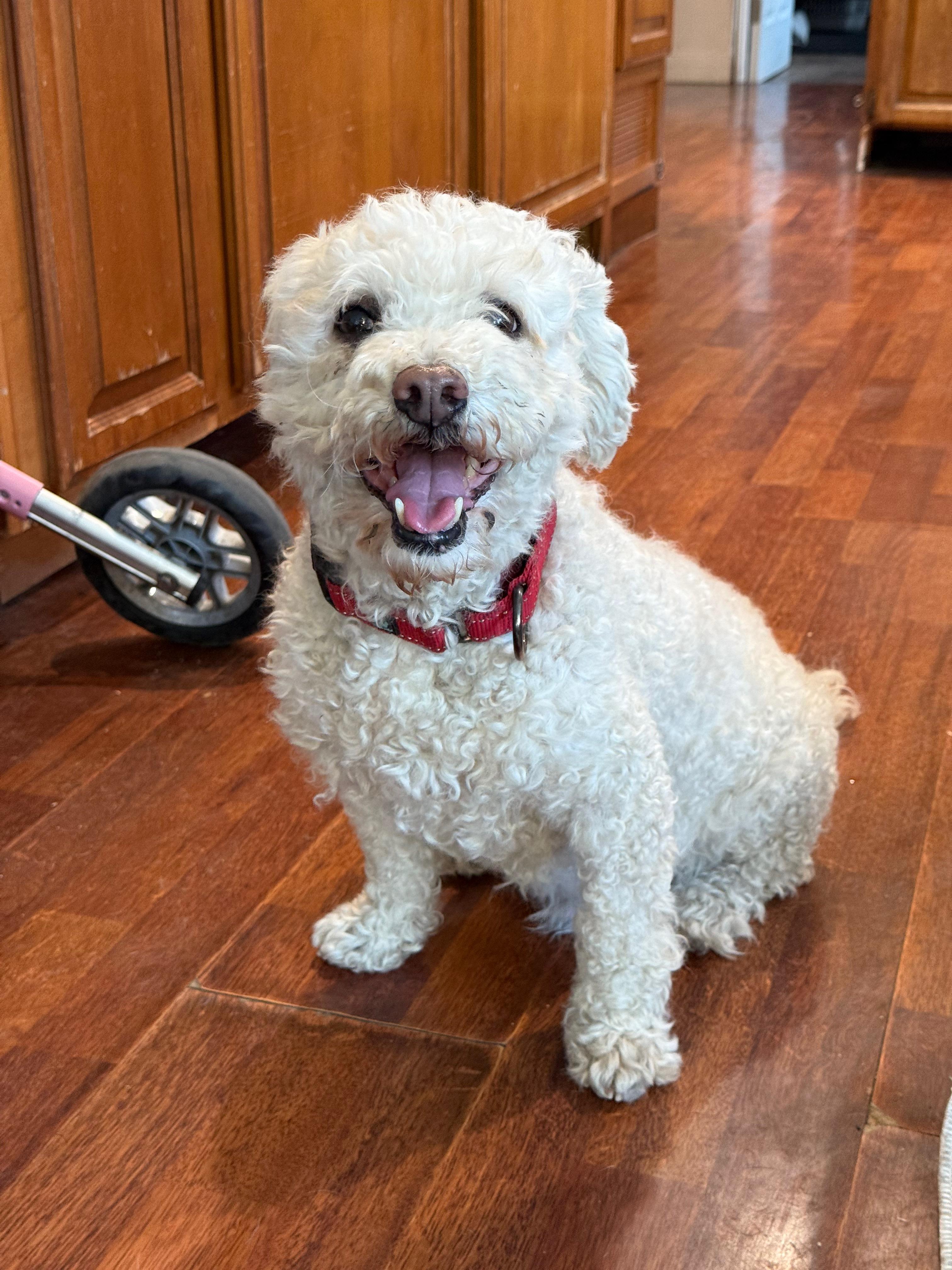 Cooper, an adoptable Bichon Frise in Los Angeles, CA, 90030 | Photo Image 3