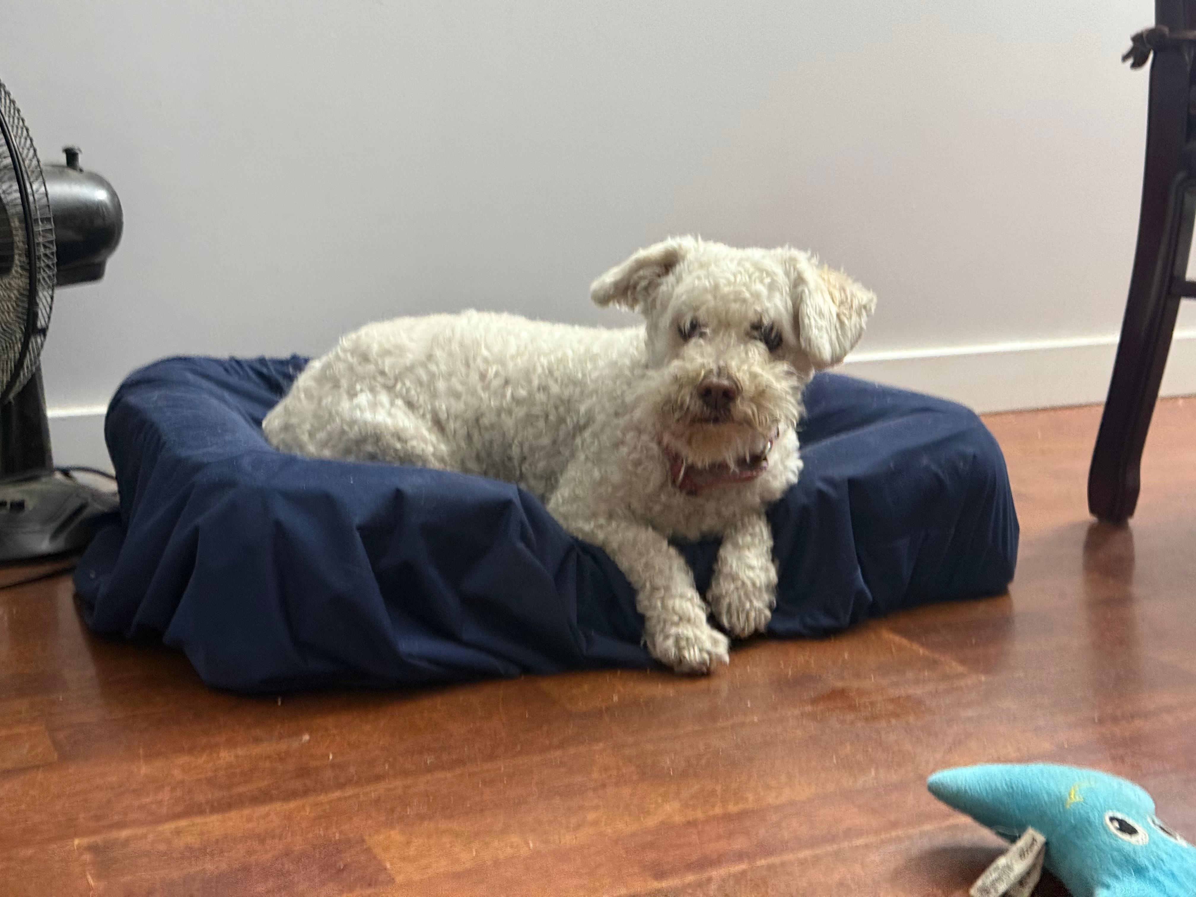 Cooper, an adoptable Bichon Frise in Los Angeles, CA, 90030 | Photo Image 5