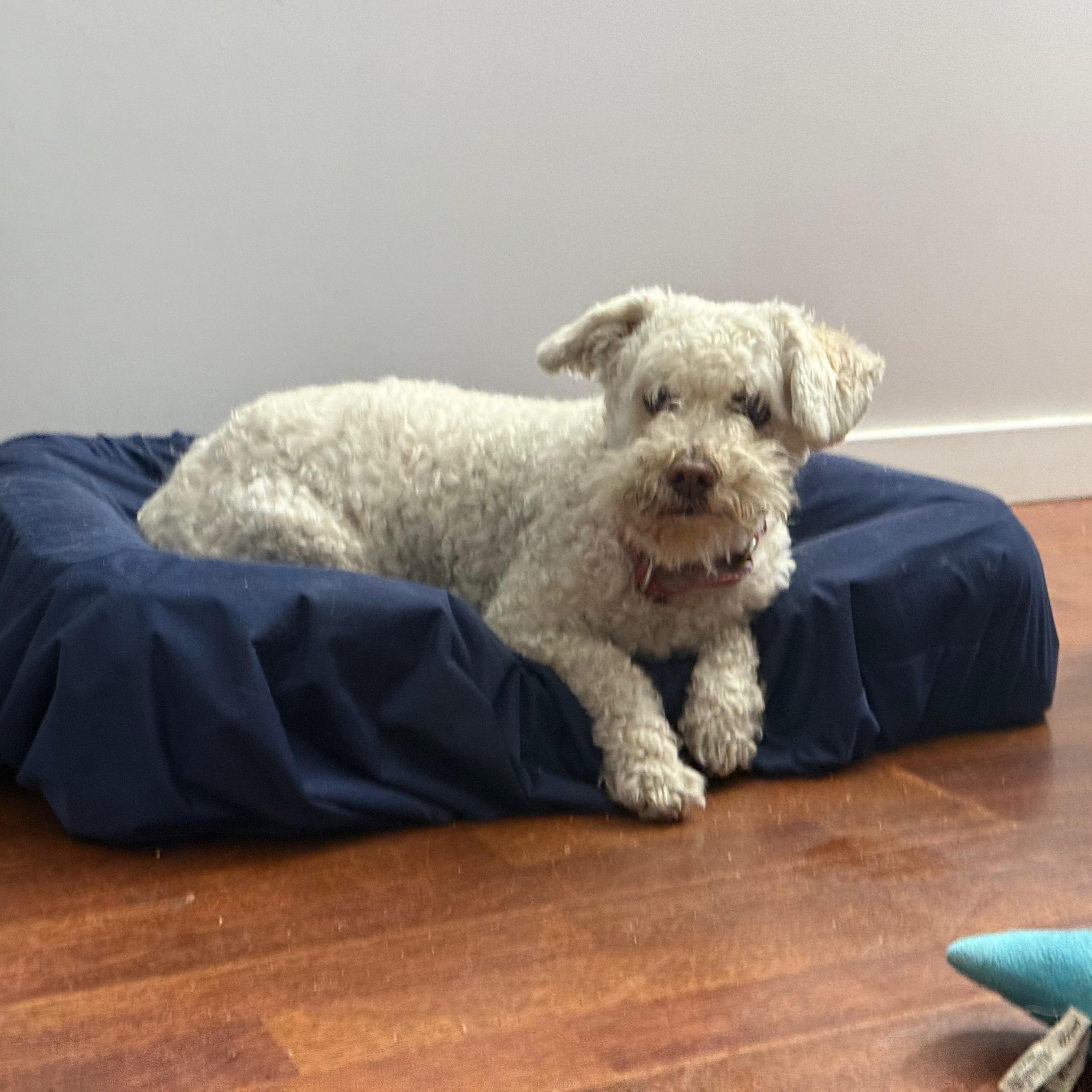 Enlarge Cooper, a Adoptable mixed breed in Los Angeles, CA image 5/5