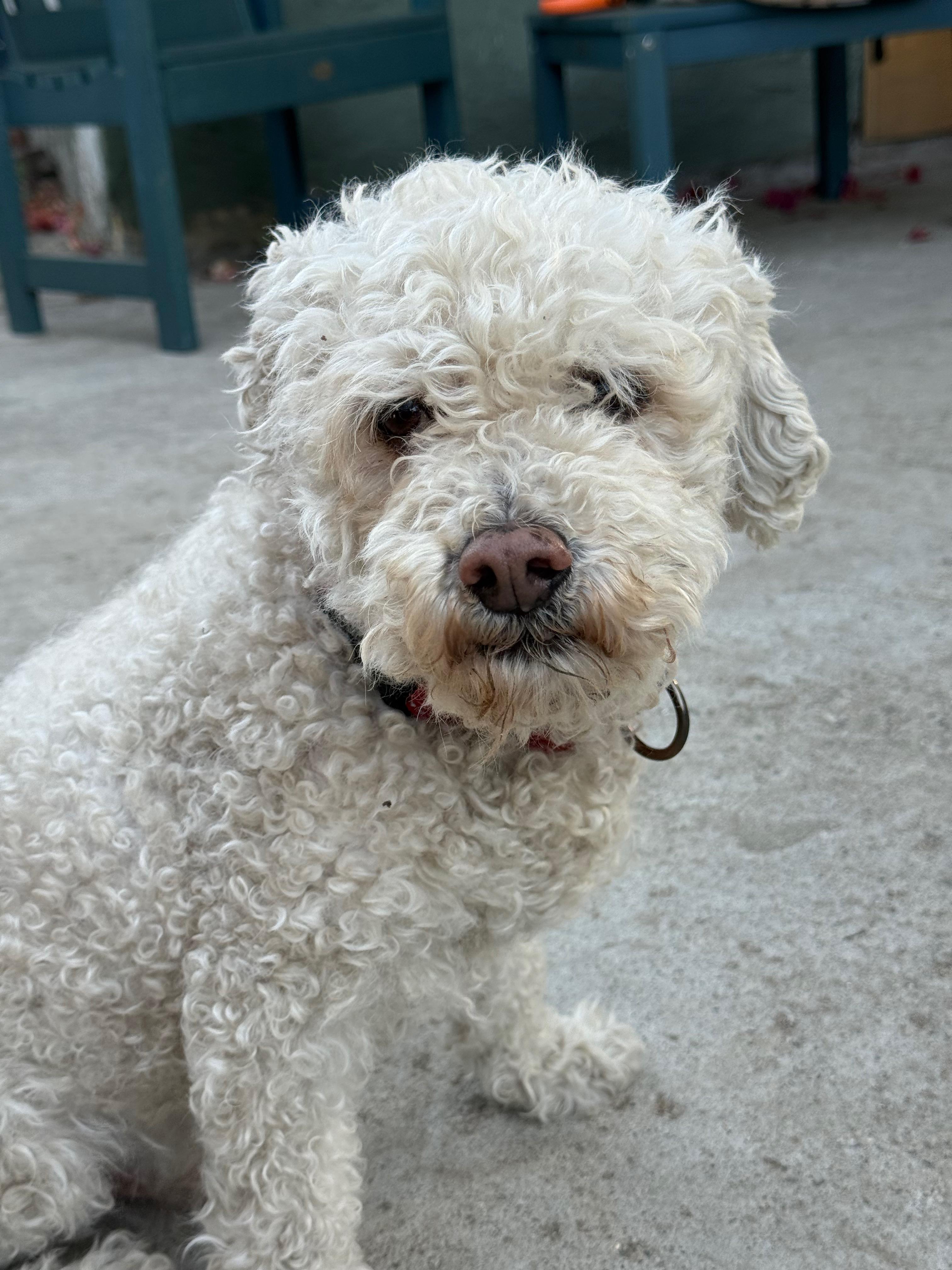 Cooper, an adoptable Bichon Frise in Los Angeles, CA, 90030 | Photo Image 2