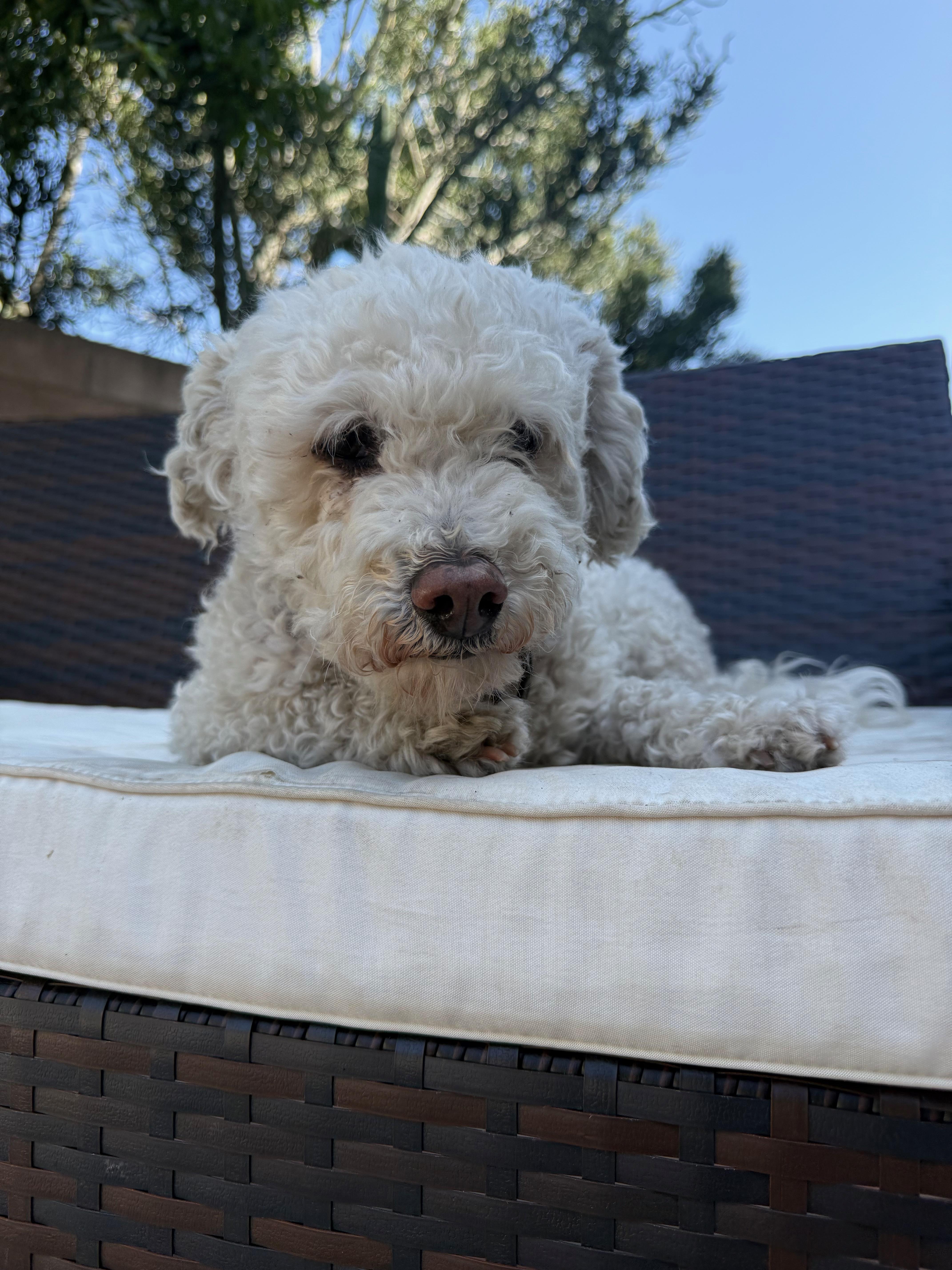 Cooper, an adoptable Bichon Frise in Los Angeles, CA, 90030 | Photo Image 1