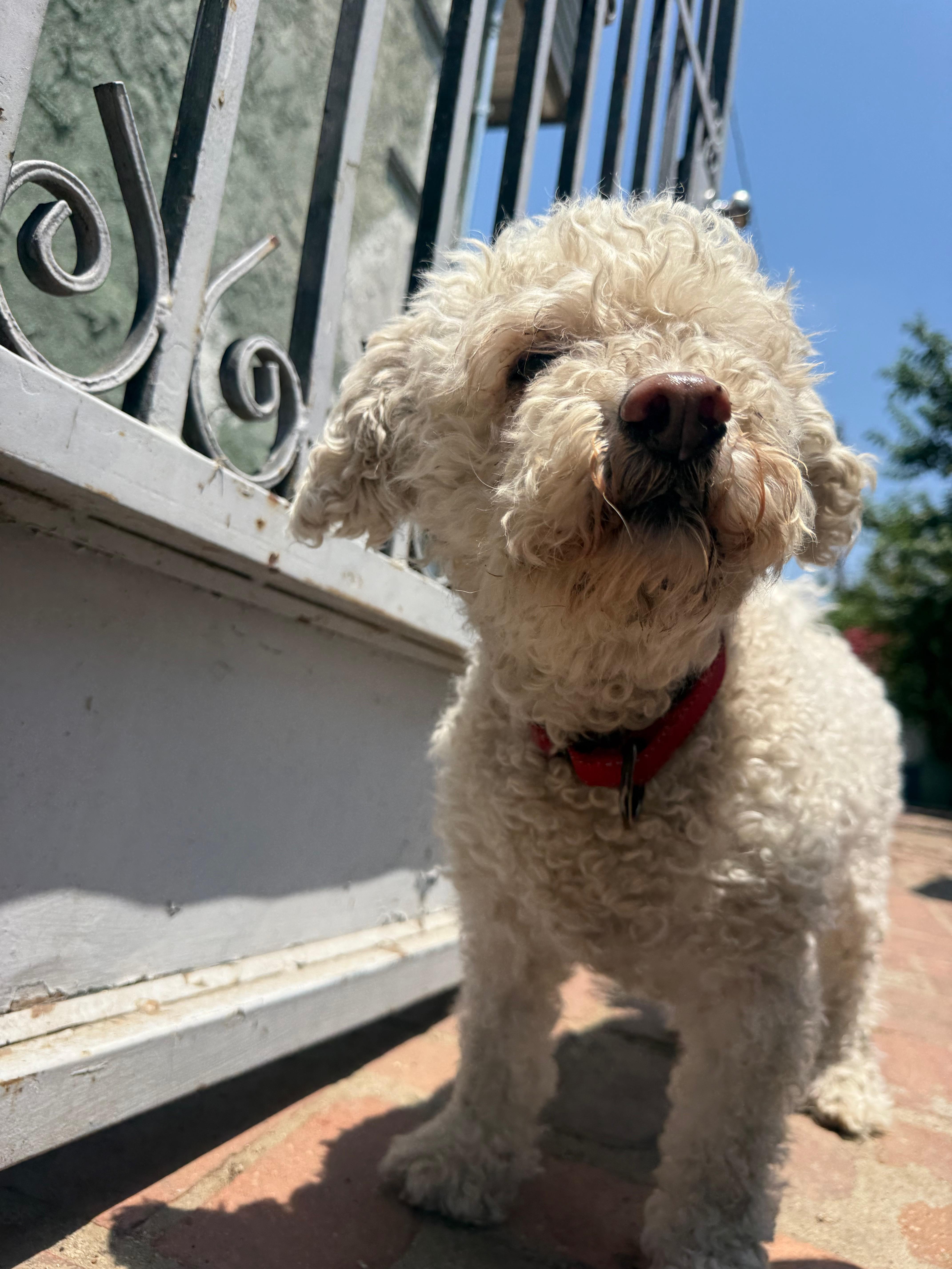 Cooper, an adoptable Bichon Frise in Los Angeles, CA, 90030 | Photo Image 4