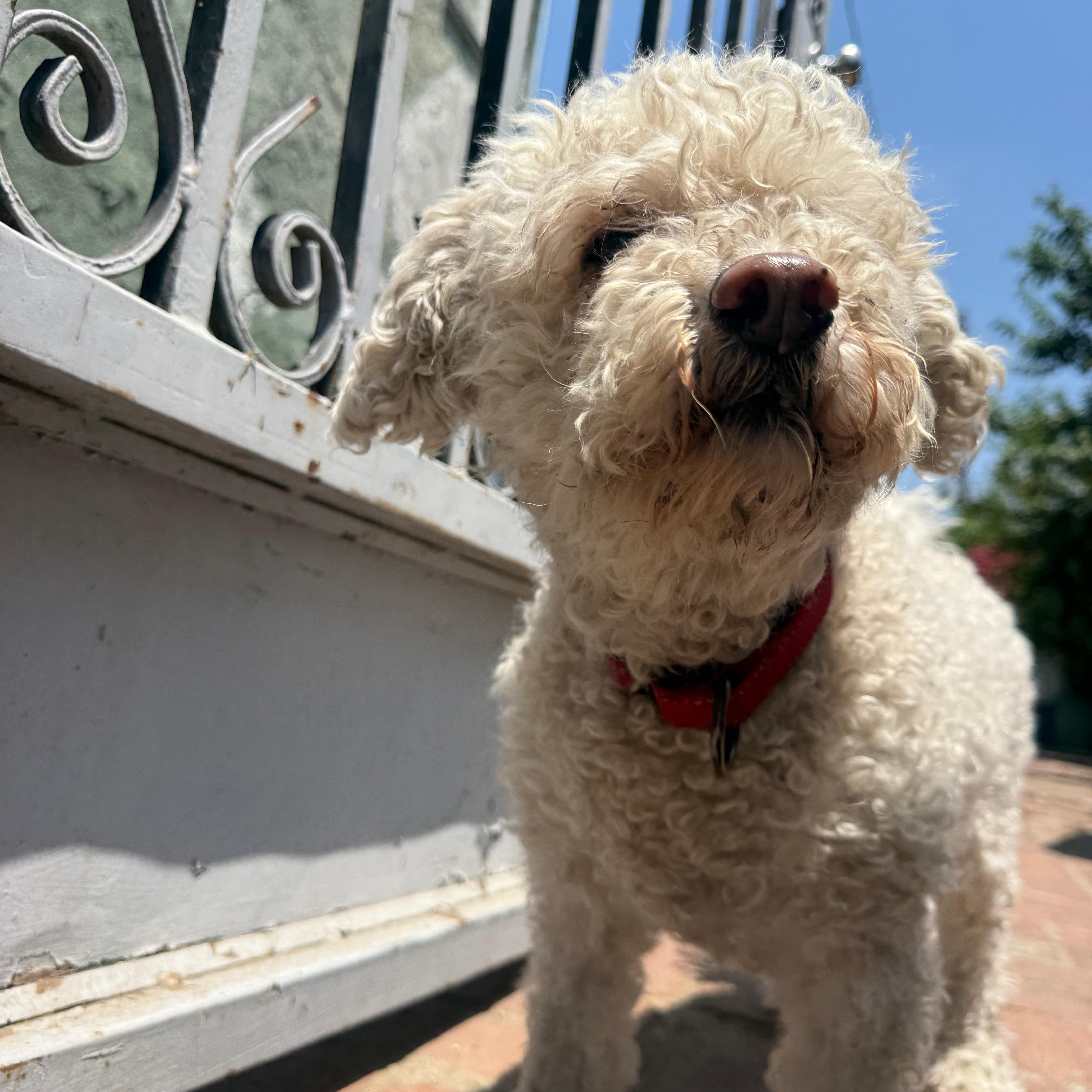 Enlarge Cooper, a Adoptable mixed breed in Los Angeles, CA image 4/5