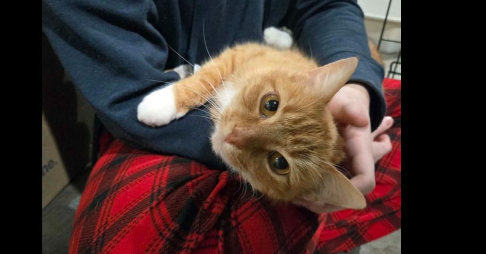 Sassy, Adoptable, Adult Female Domestic Short Hair.