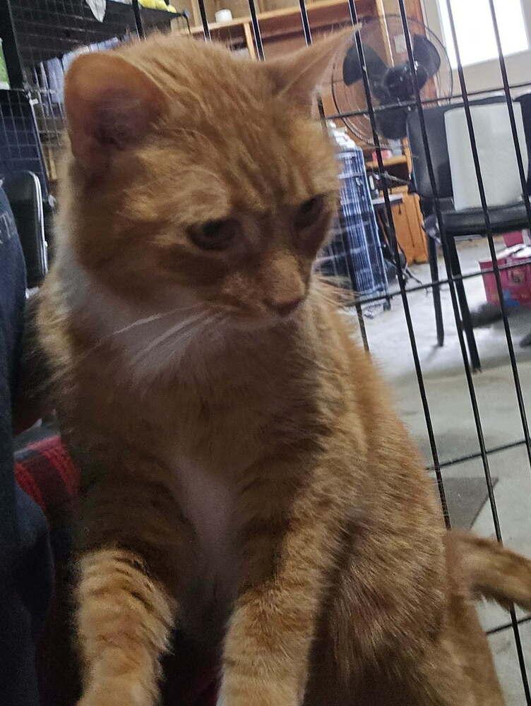 Sassy, a Adoptable Domestic Short Hair in Springdale, PA image 2/2