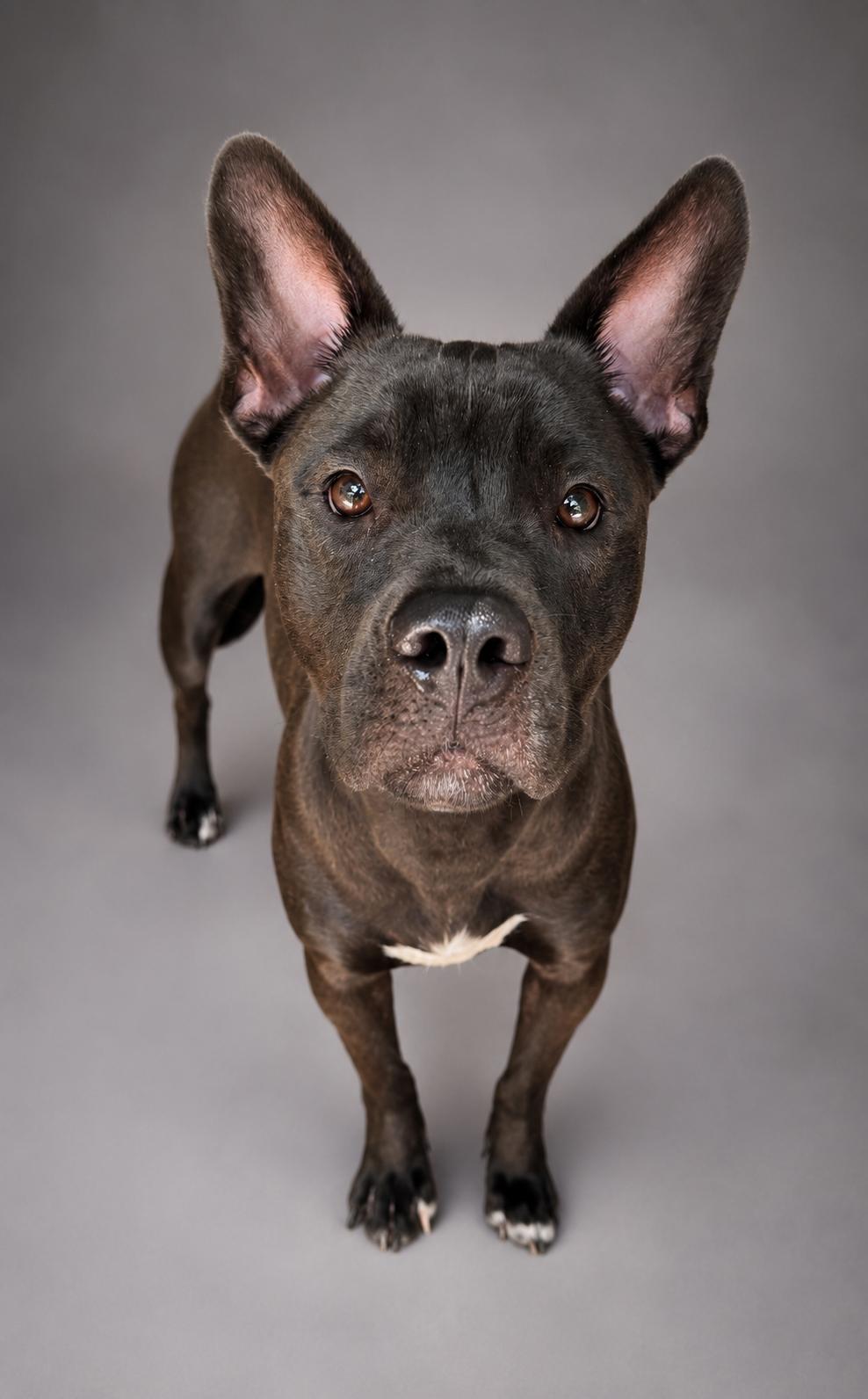 Penny, ADOPTABLE, Young Female Labrador Retriever & Australian Kelpie.