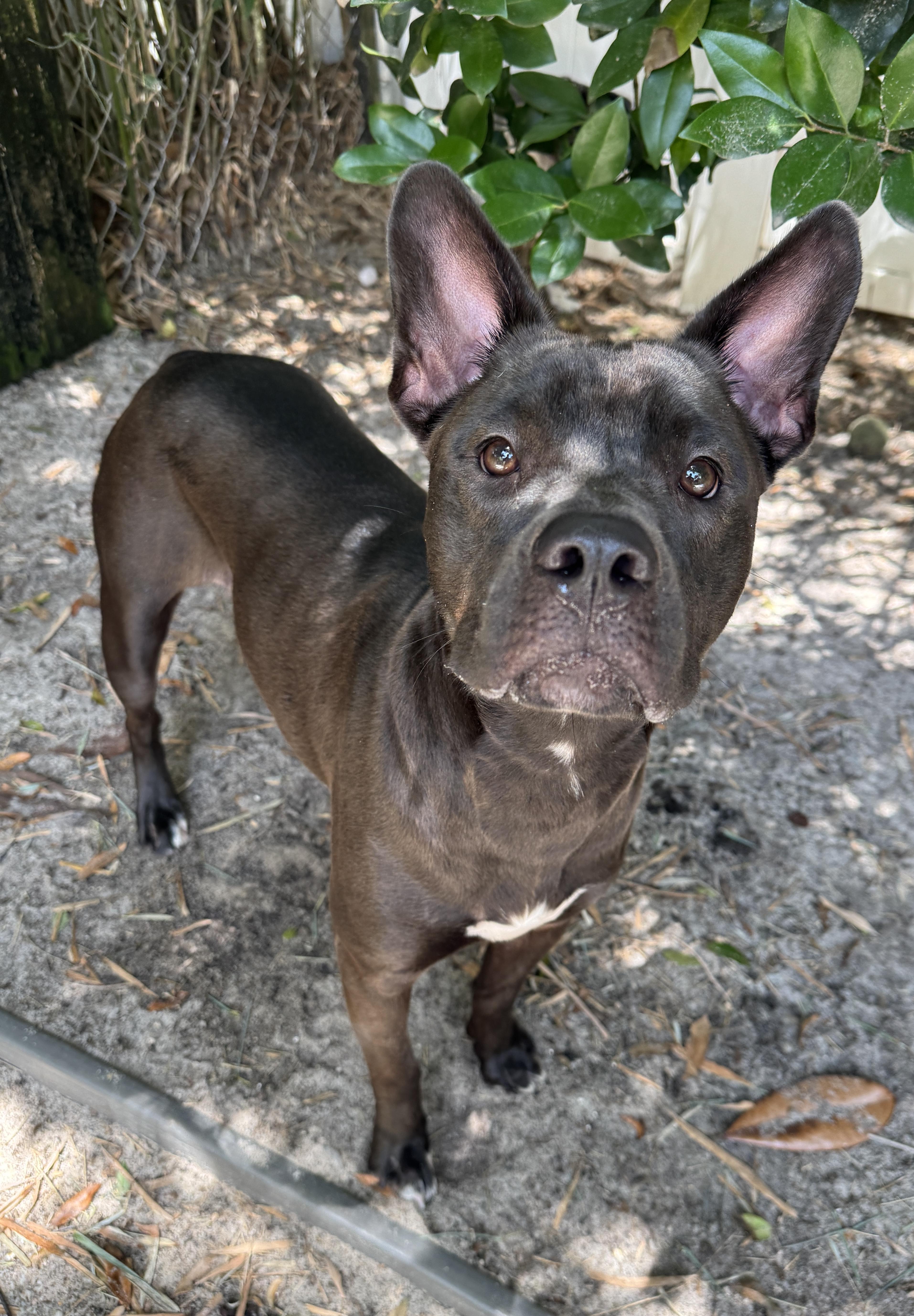 Penny, a ADOPTABLE mixed breed in Navarre, FL image 3/4