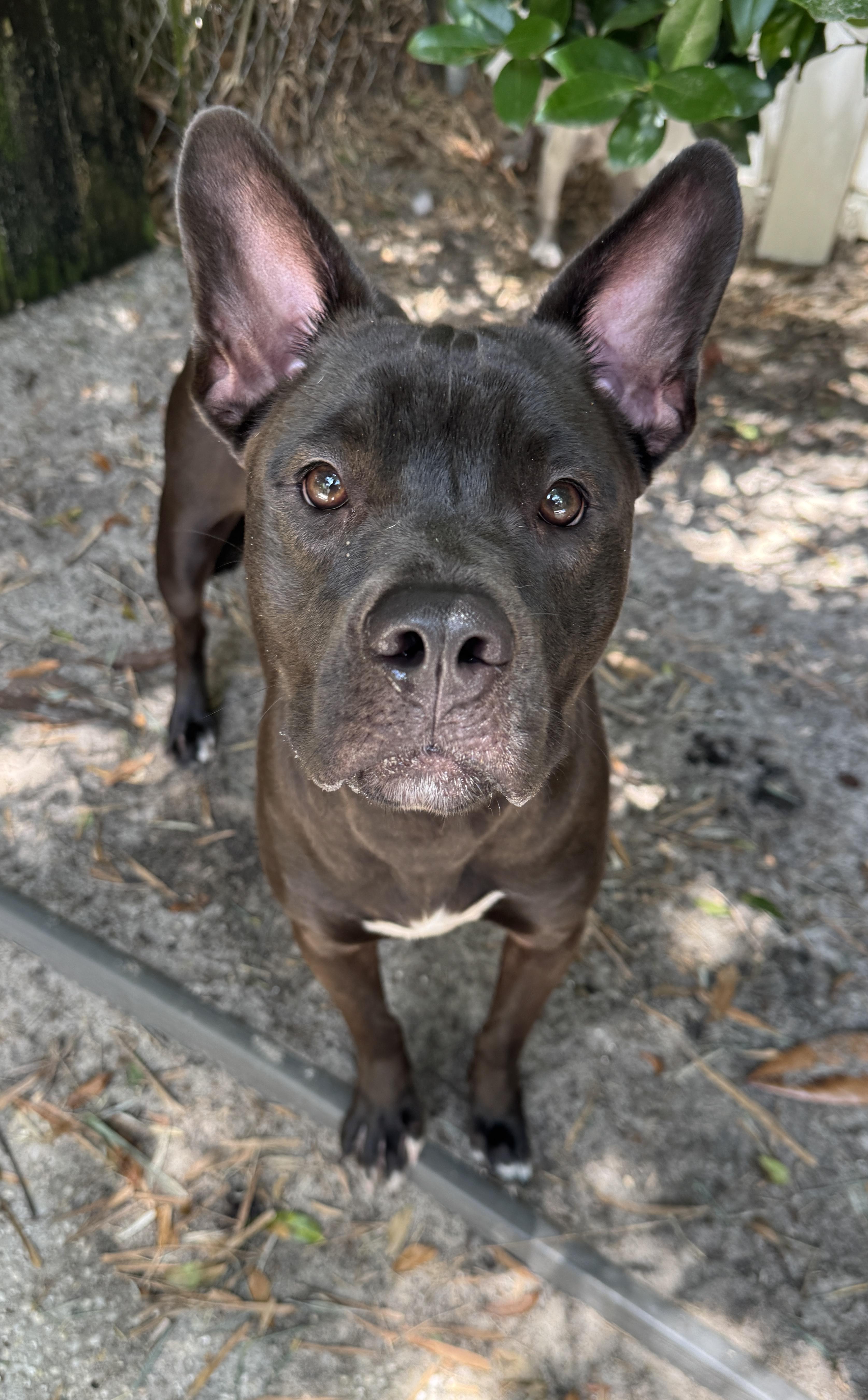 Penny, a ADOPTABLE mixed breed in Navarre, FL image 2/4