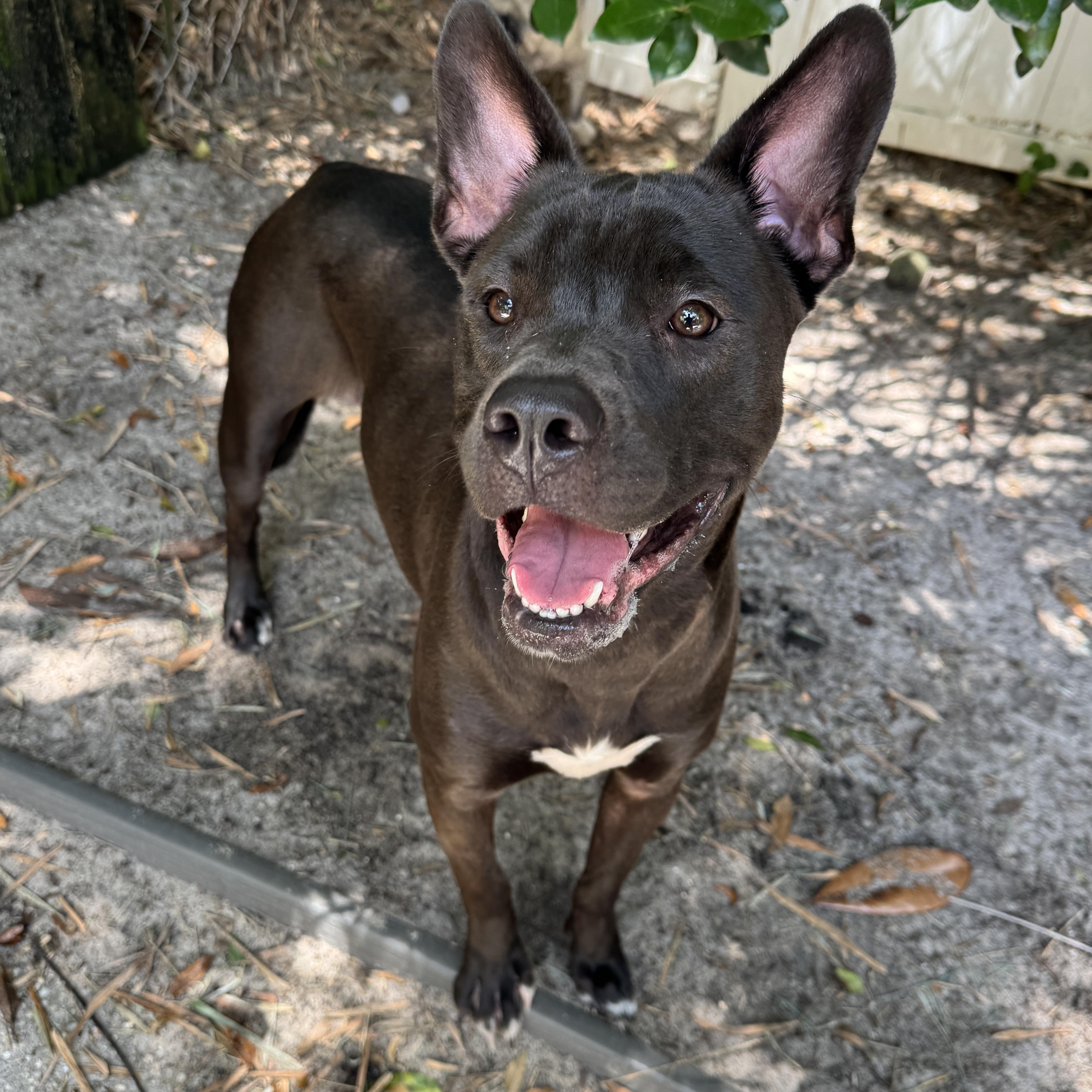 Penny, a ADOPTABLE mixed breed in Navarre, FL image 4/4