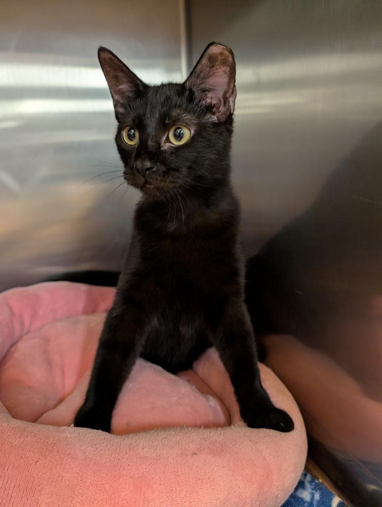 Castor, Adoptable, Kitten Male Domestic Short Hair.