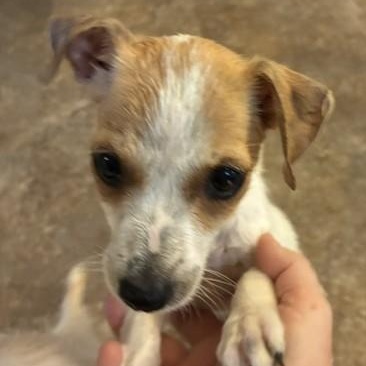 Enlarge Kiwi, a Adopted mixed breed in Riverside, IA image 2/2